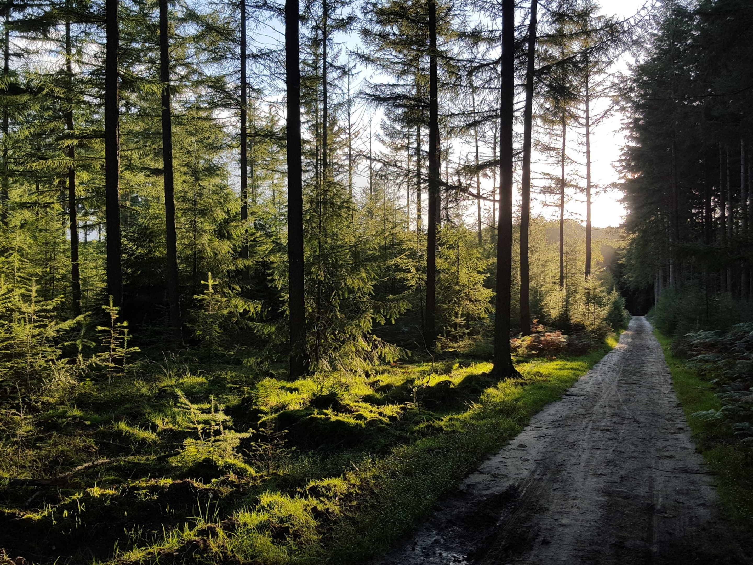 A forest path with tall trees and sunlight filtering through.
