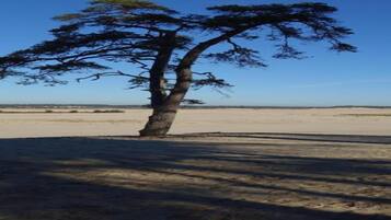A lone tree in a barren landscape.