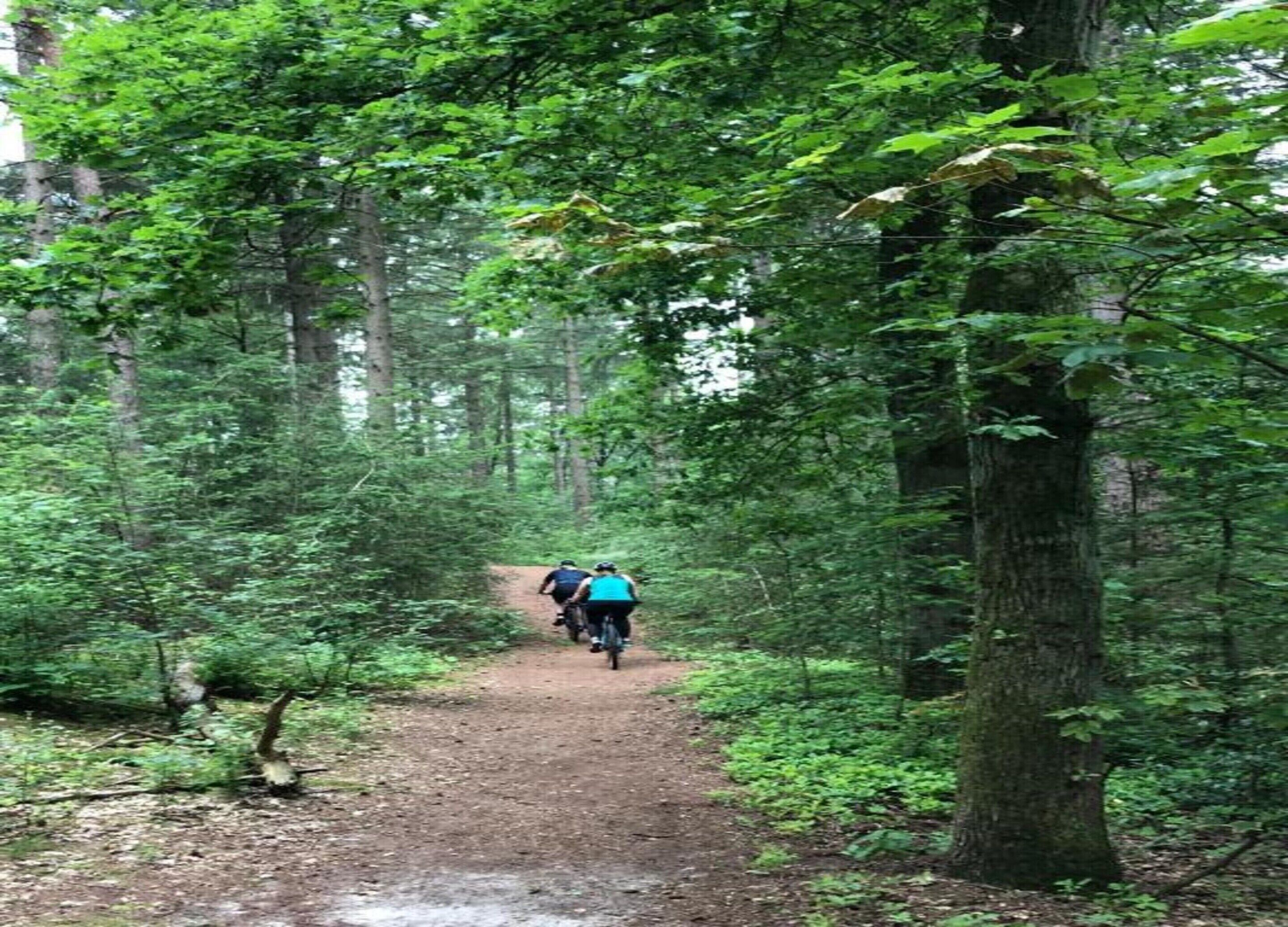 A forest trail with cyclists.