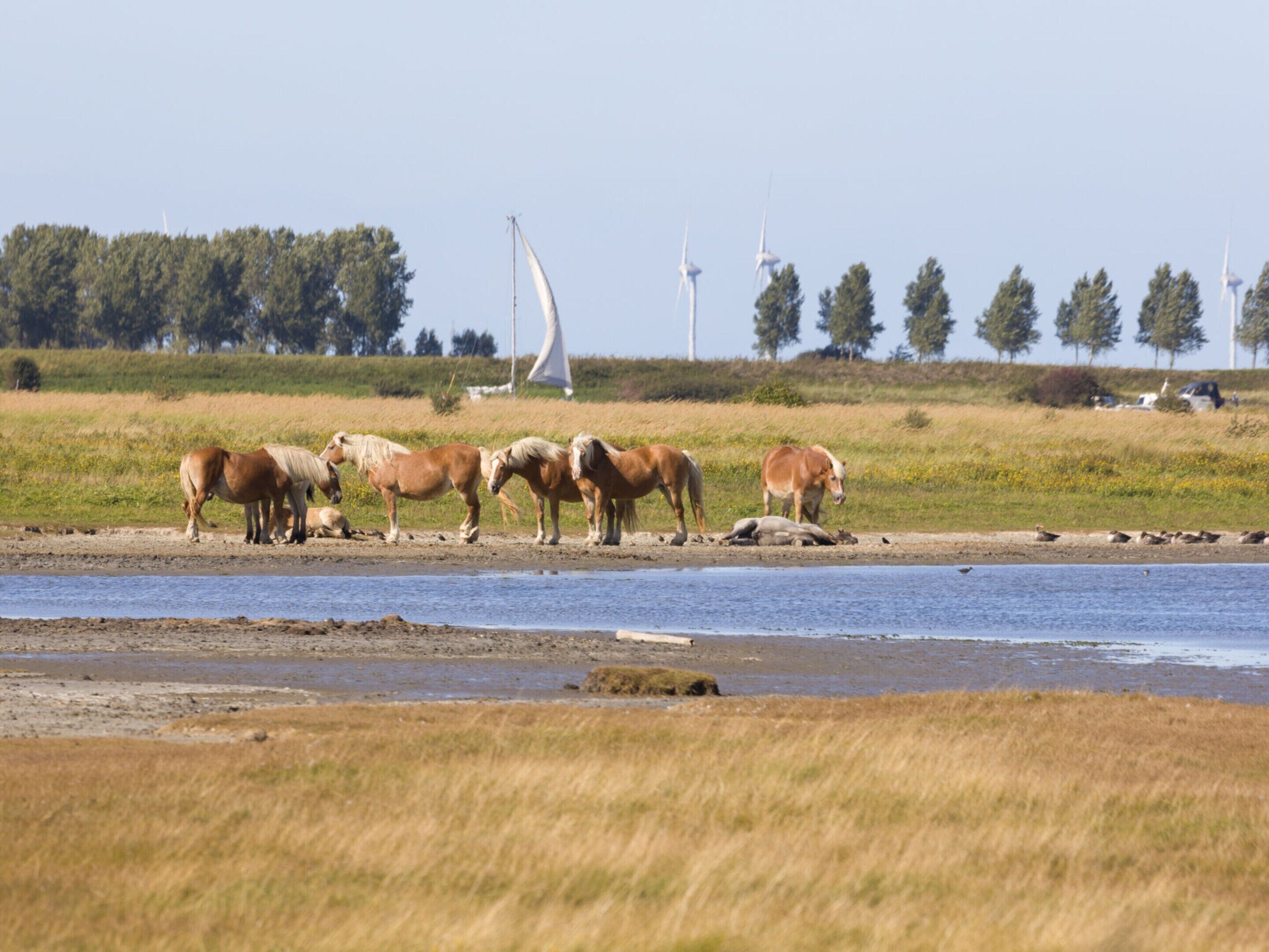 Un groupe de chevaux près d’une étendue d’eau, avec des éoliennes en arrière-plan.