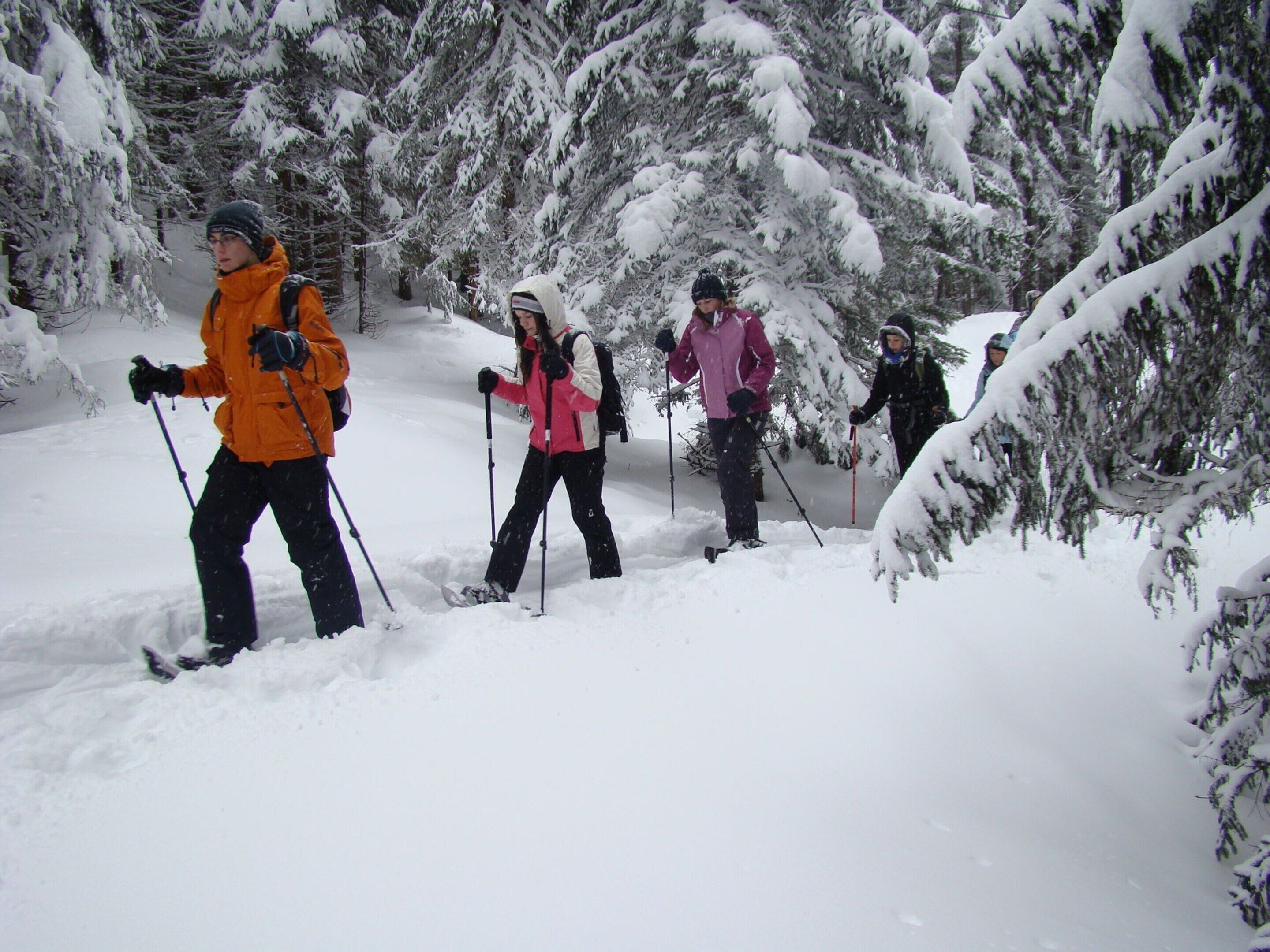 A group of people cross-country skiing in a snowy forest.