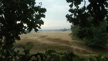 Blick durch das Blätterdach auf eine Wiese mit Bäumen in der Ferne und einem bewölkten Himmel.