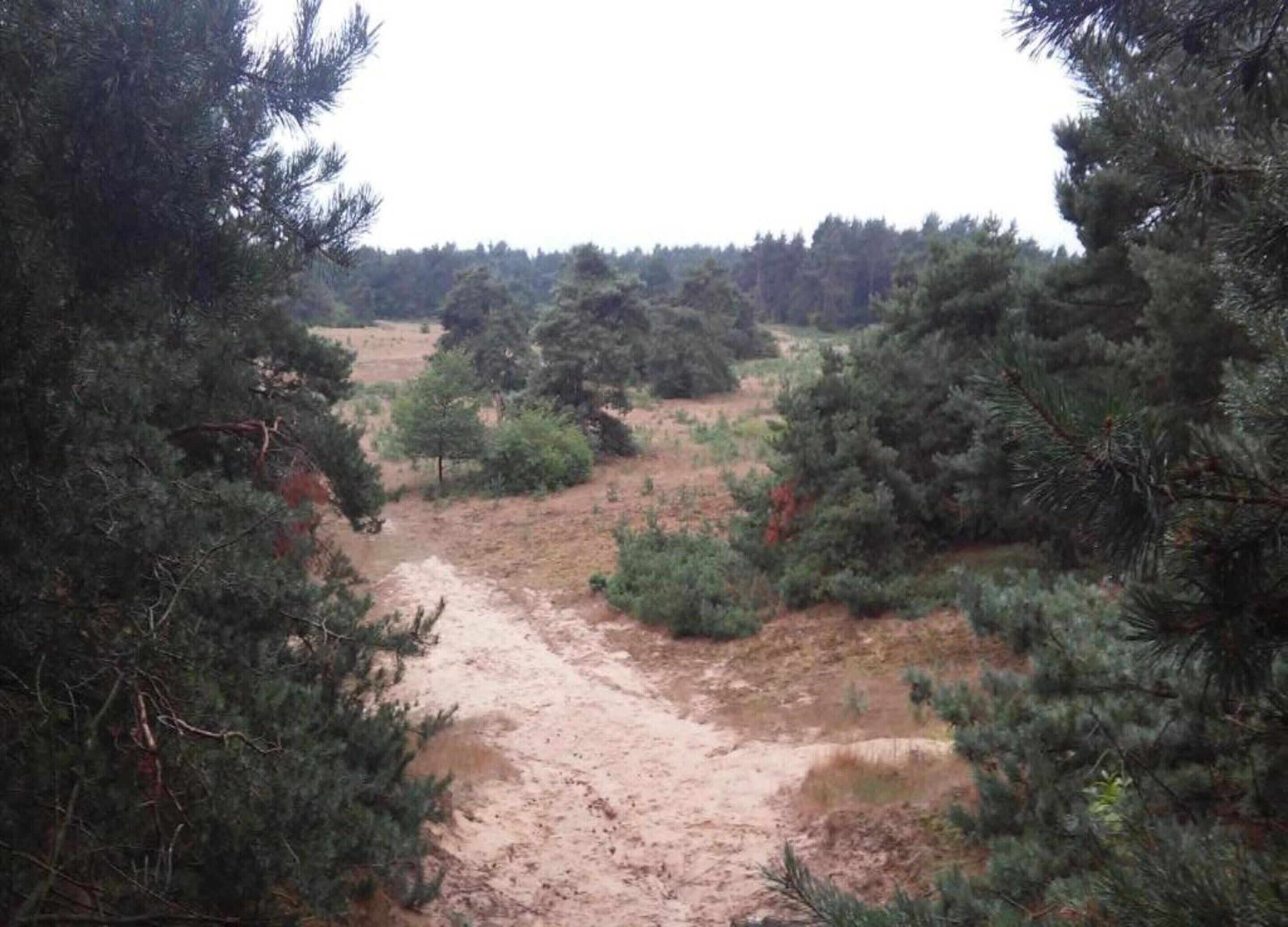 Un sentier de terre bordé d’épais pins.