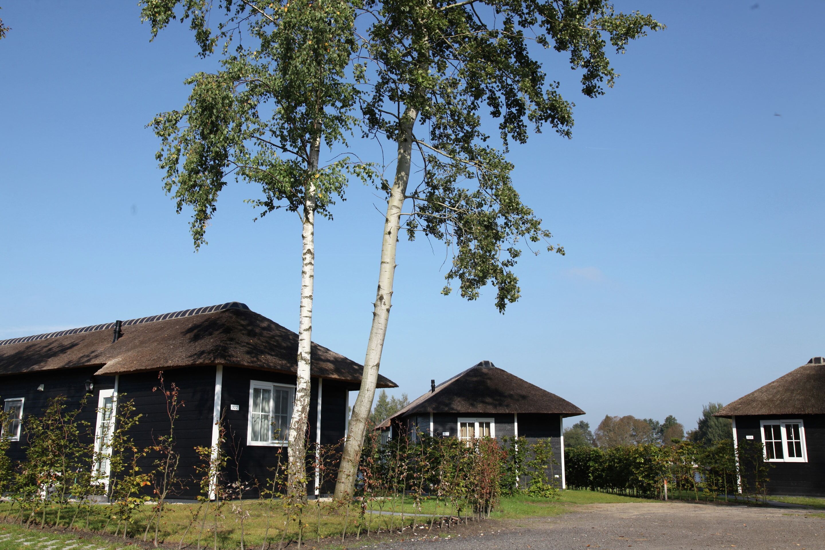A row of traditional black wooden houses with thatched roofs, surrounded by trees and a clear sky.