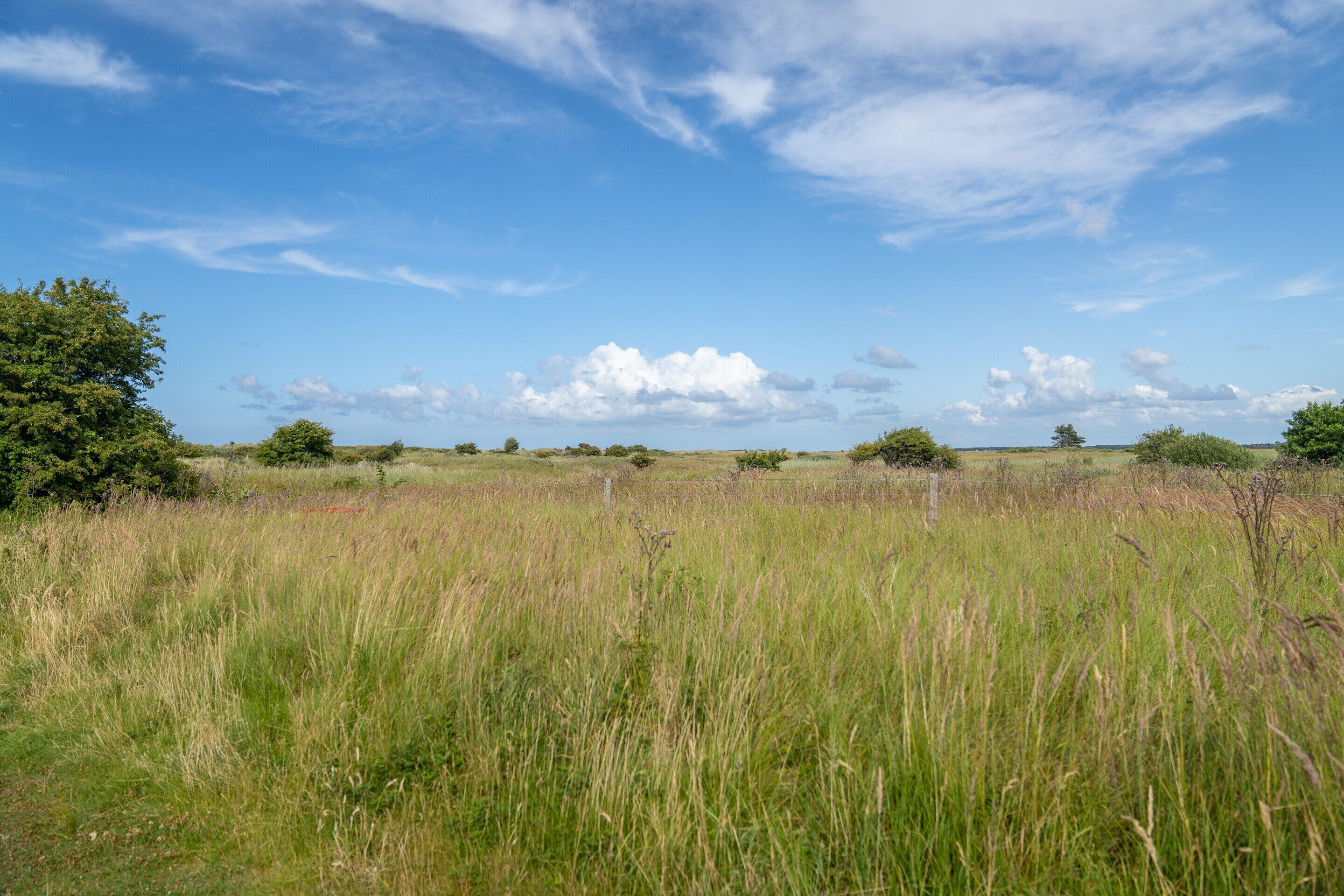 Un campo cubierto de hierba con árboles dispersos bajo un cielo despejado.