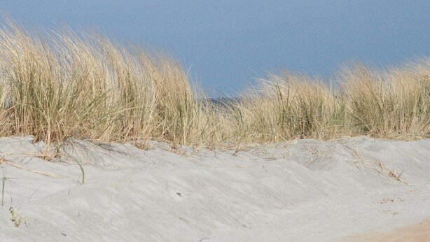 A sandy beach with tall grass in the foreground.