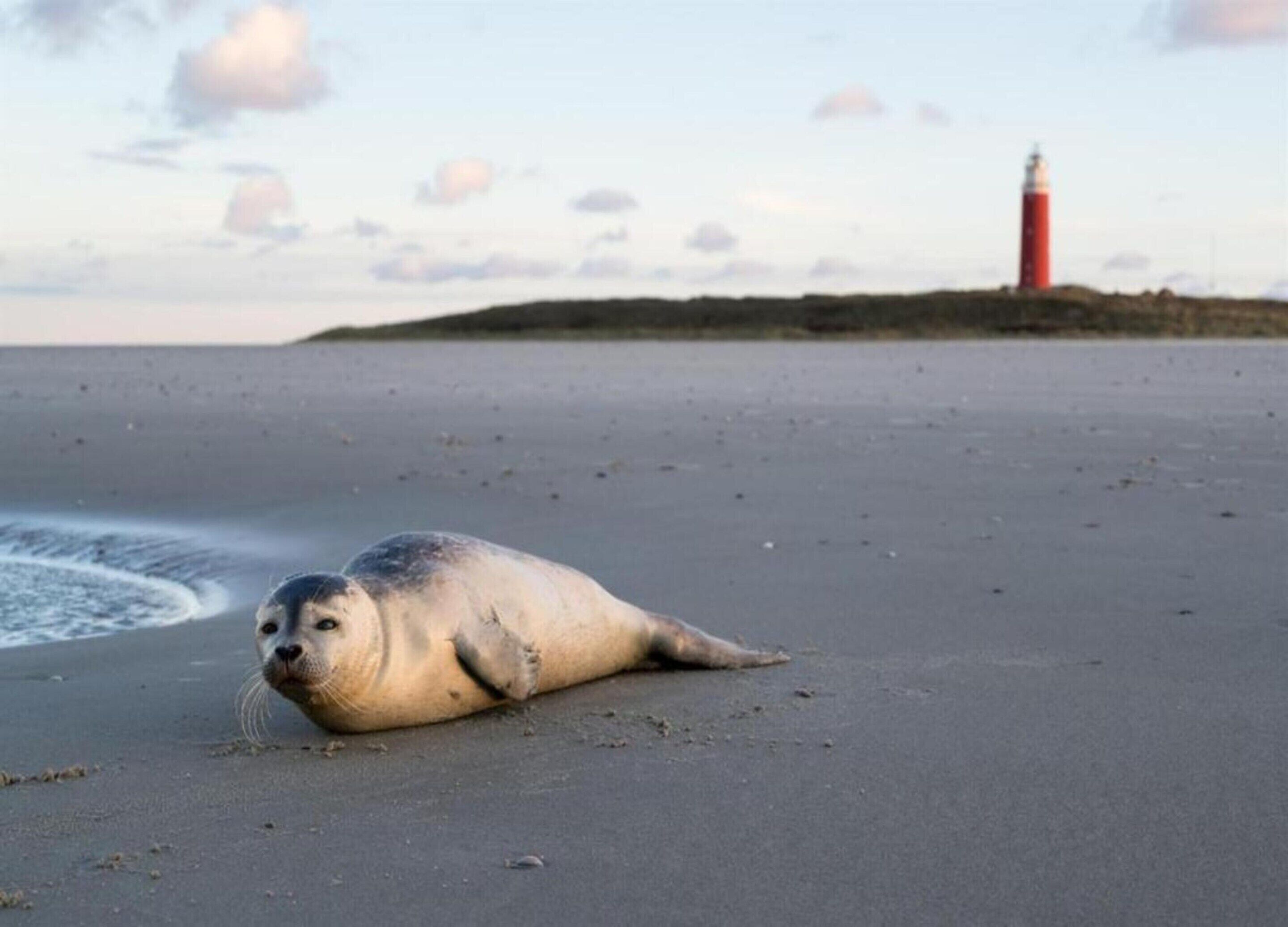 Ein Seehund an einem Sandstrand, im Hintergrund ein Leuchtturm.