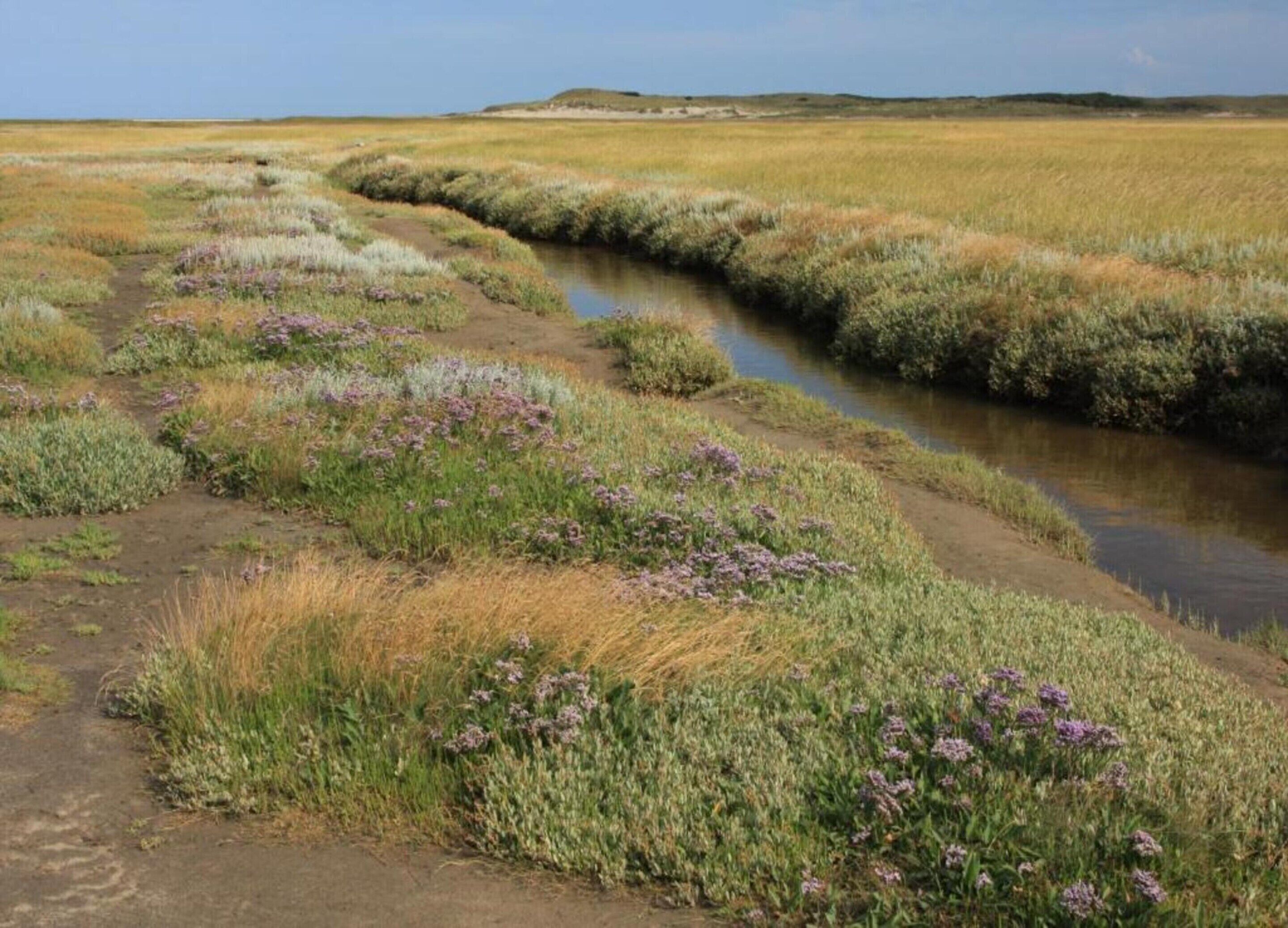 A natural landscape with a water channel, grassy areas, and purple flowers.