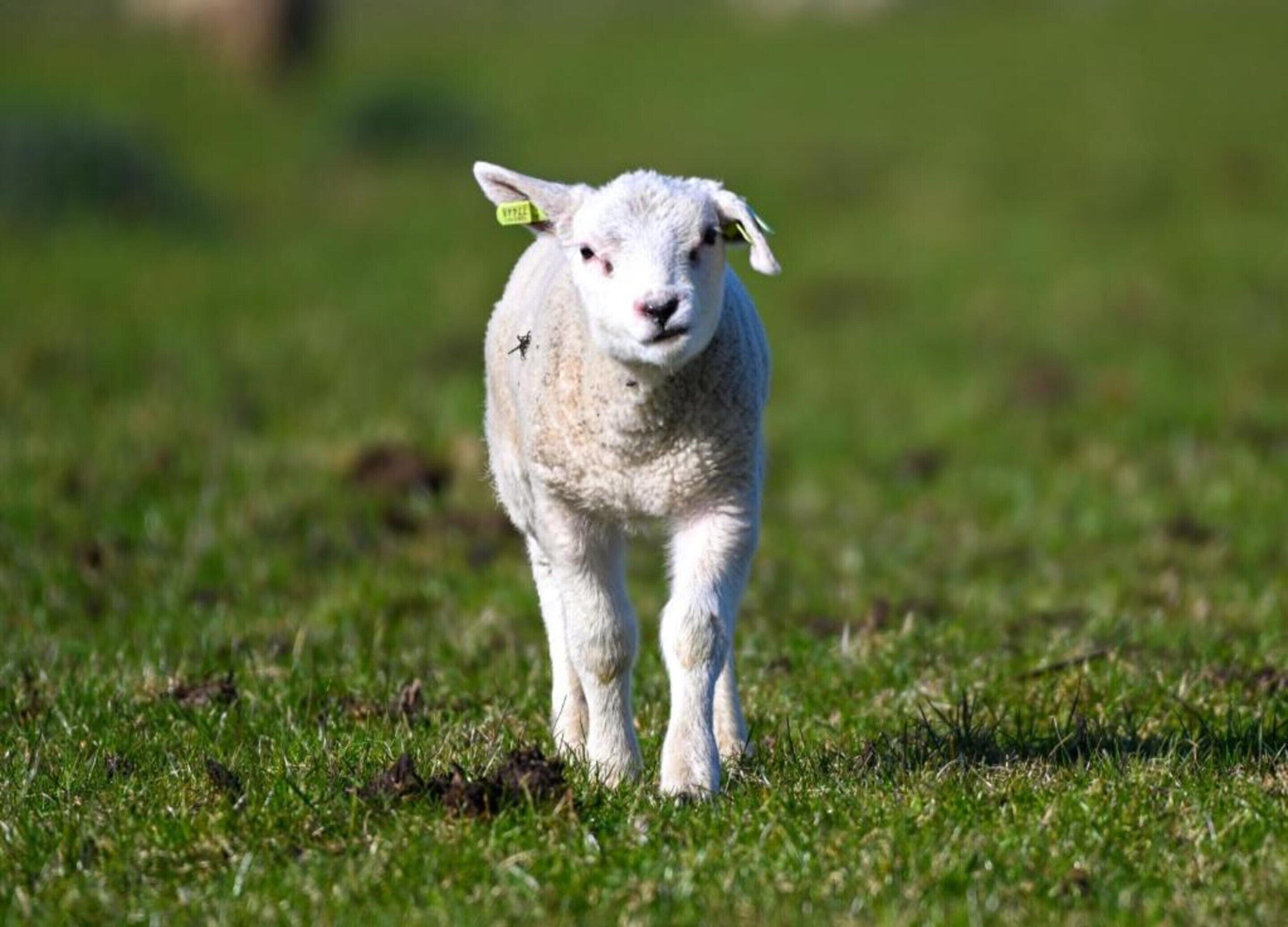A lamb in a grassy field.