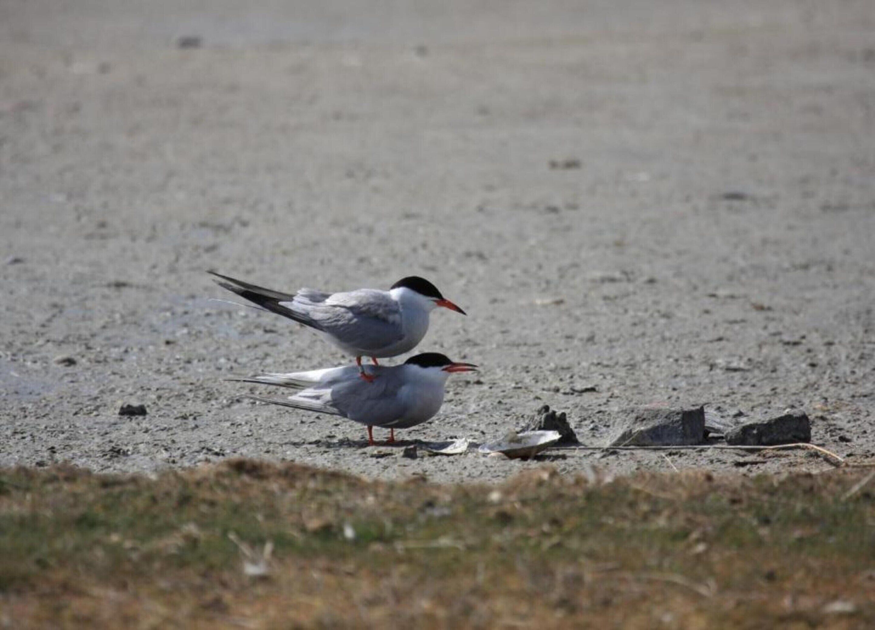 Two birds on a sandy surface with scattered debris.