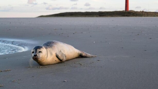 Ein Seehund an einem Sandstrand, im Hintergrund ein Leuchtturm.