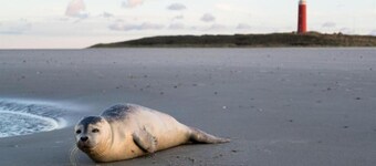 Apartment on Texel Near De Koog Beach