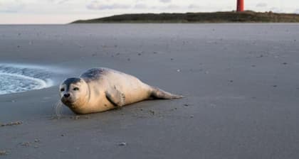 Apartment on Texel Near De Koog Beach