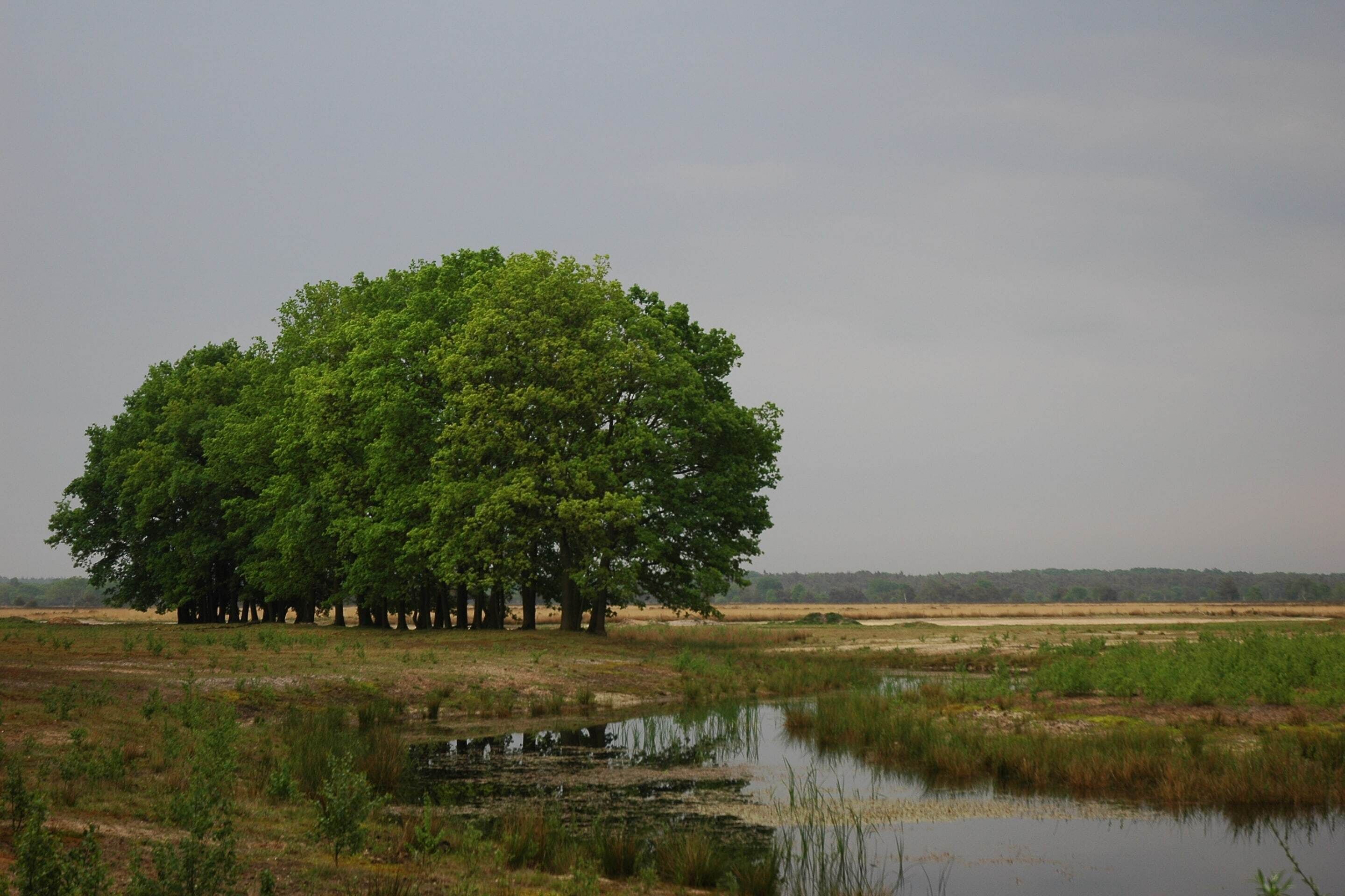 Een grote boom in een natuurlandschap, met een waterpartij op de voorgrond.