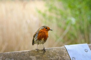A bird perched on a wooden surface.