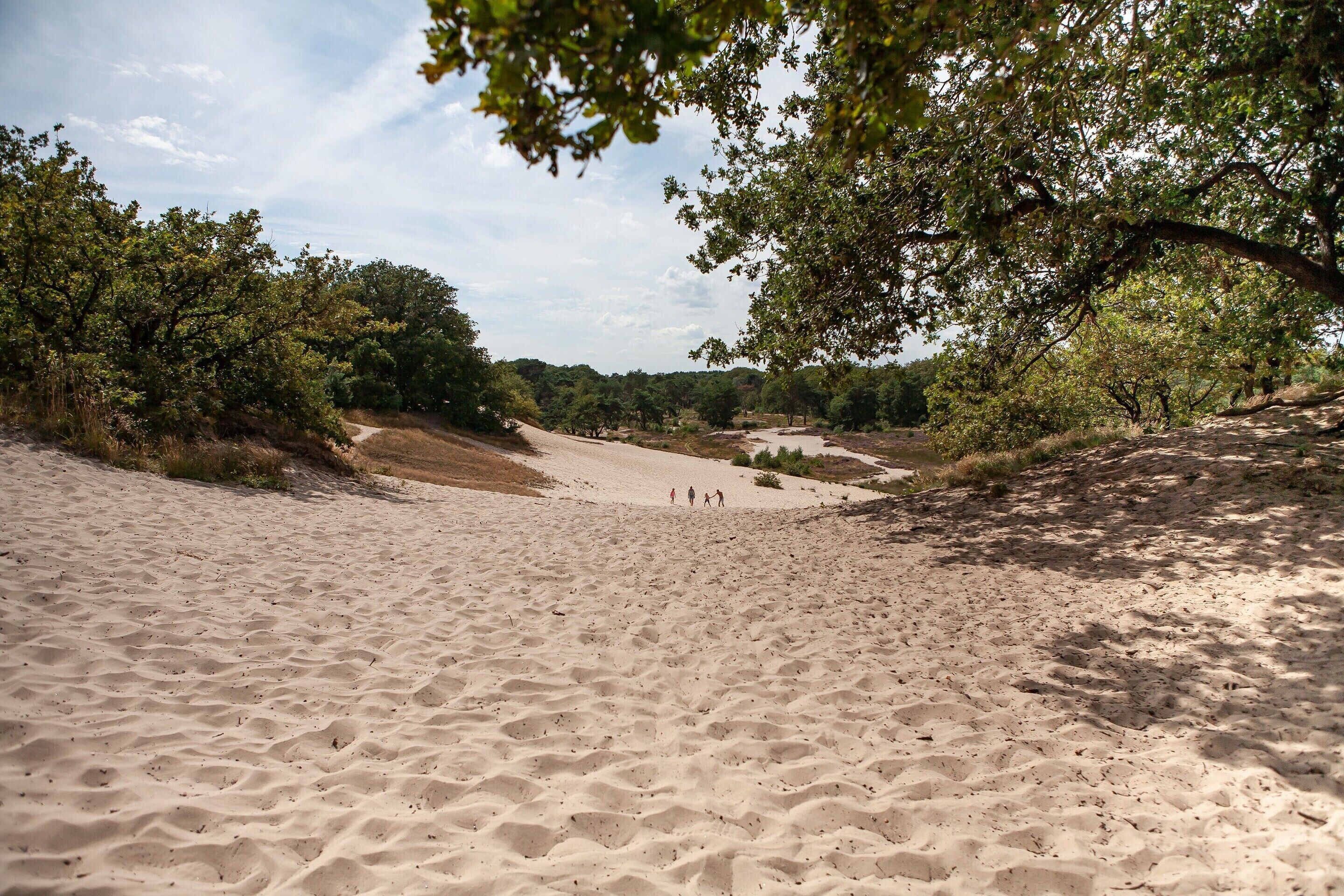 Une plage de sable avec des arbres et un ciel dégagé.
