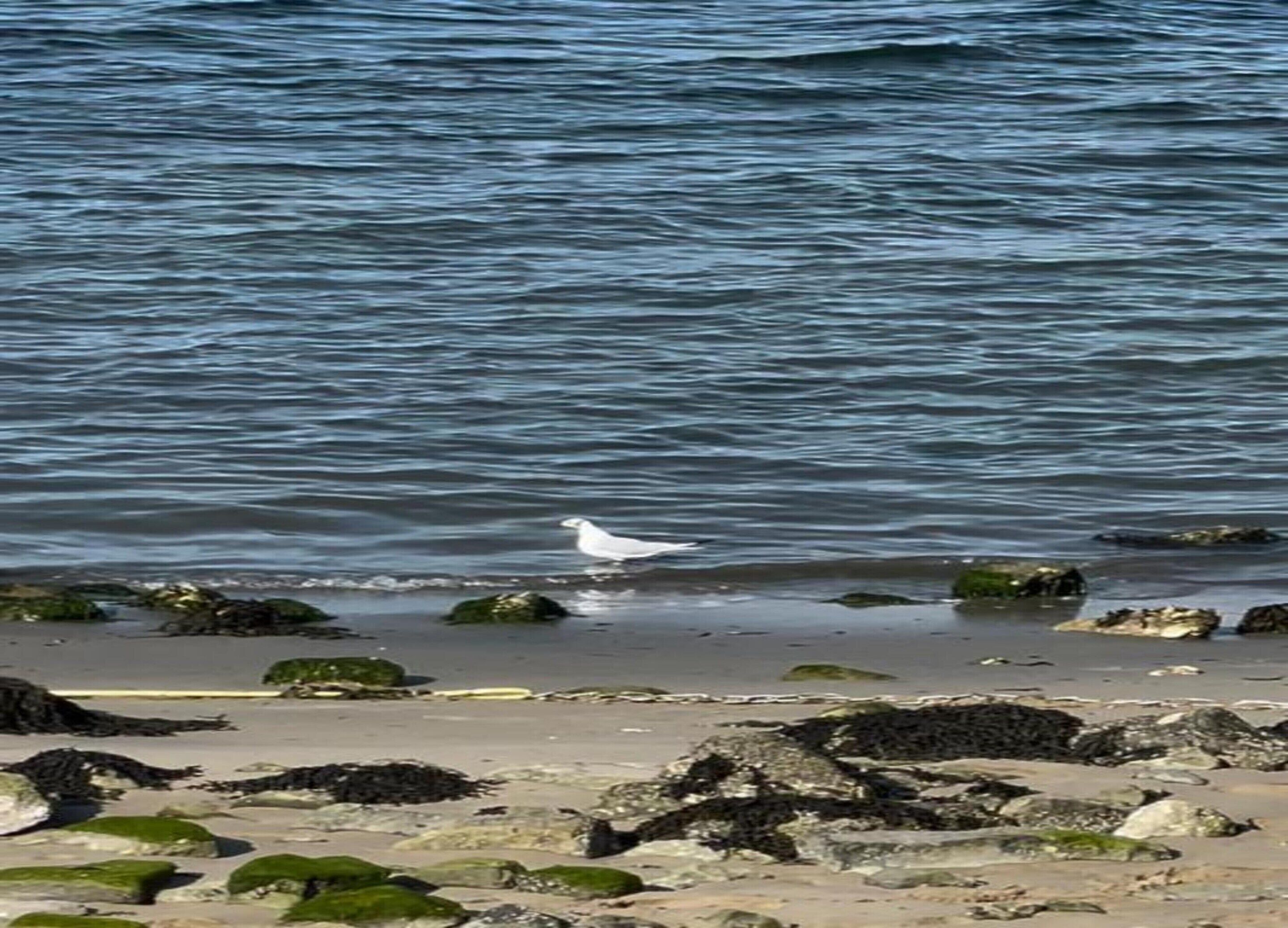 A beach with rocks and a bird near the water.