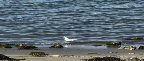 A beach with rocks and a bird near the water.