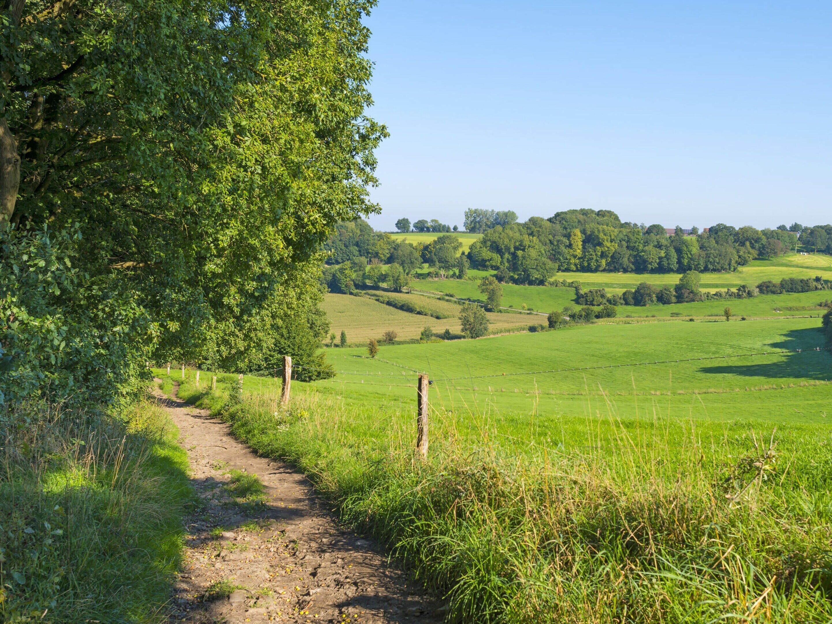 Un camino rural que atraviesa un campo verde con una cerca a un lado y árboles al otro.