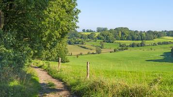Un camino rural que atraviesa un campo verde con una cerca a un lado y árboles al otro.