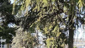A tree-lined street with a clear road, buildings in the background, and a sidewalk. - Auberge de Jeunesse Orléans Centre Ville - Hostel (Orléans)
