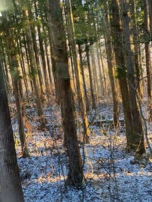 A forest with tall trees and a ground covered in snow.