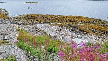 A rocky shoreline with sparse vegetation and a body of water in the background.