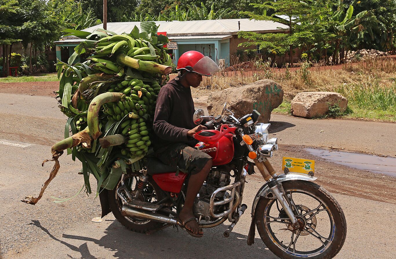 A motorcycle with a large load of bananas.