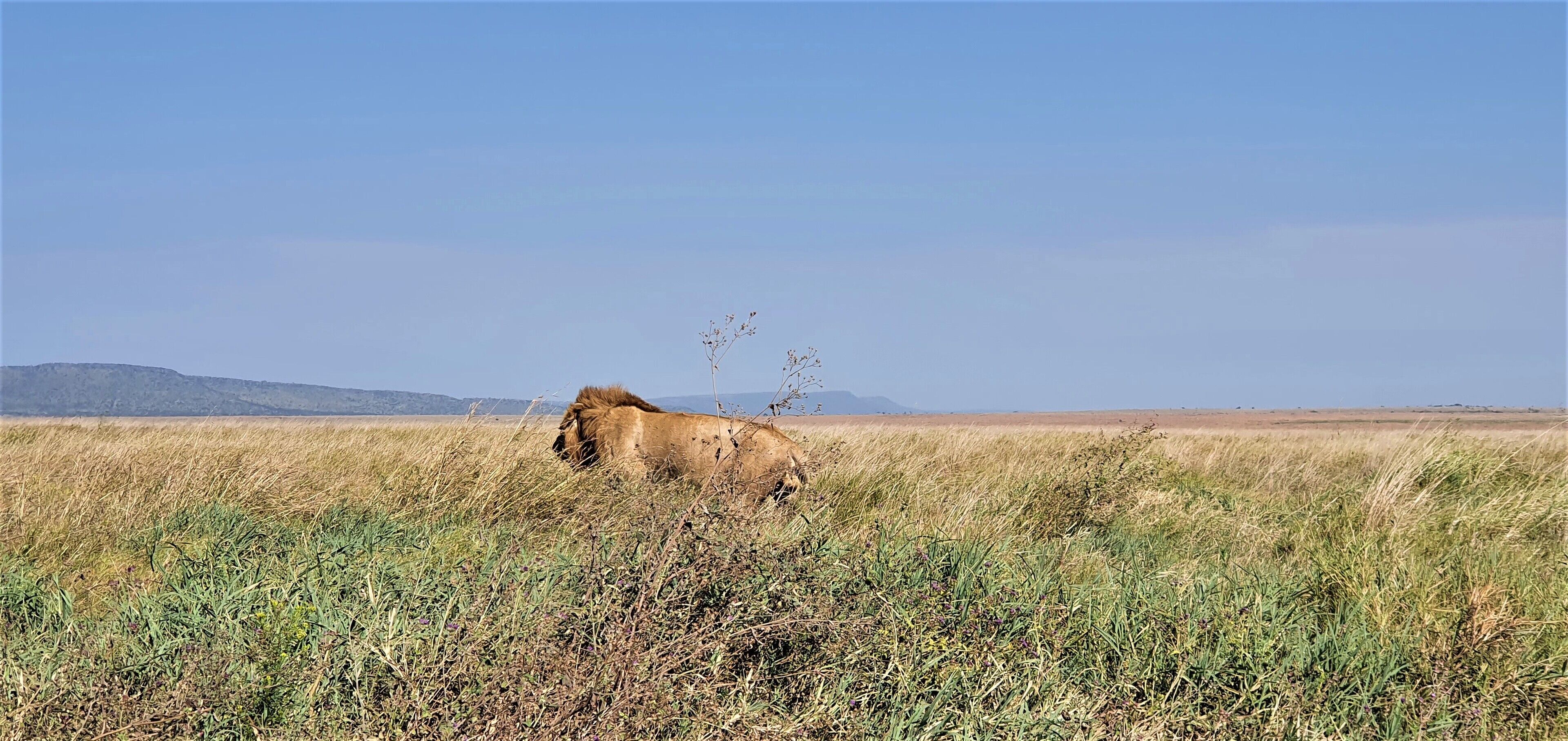 A lion in a grassy savannah with distant mountains.