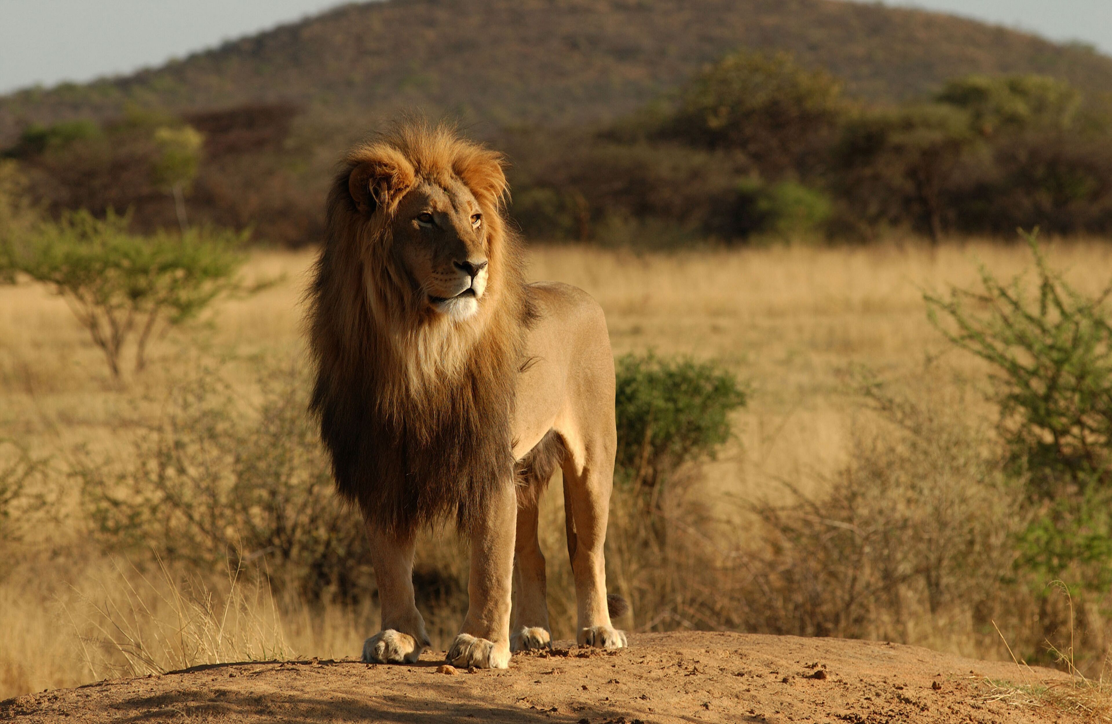 A lion standing on a dirt mound in a dry grassland with sparse trees and a hill in the background.