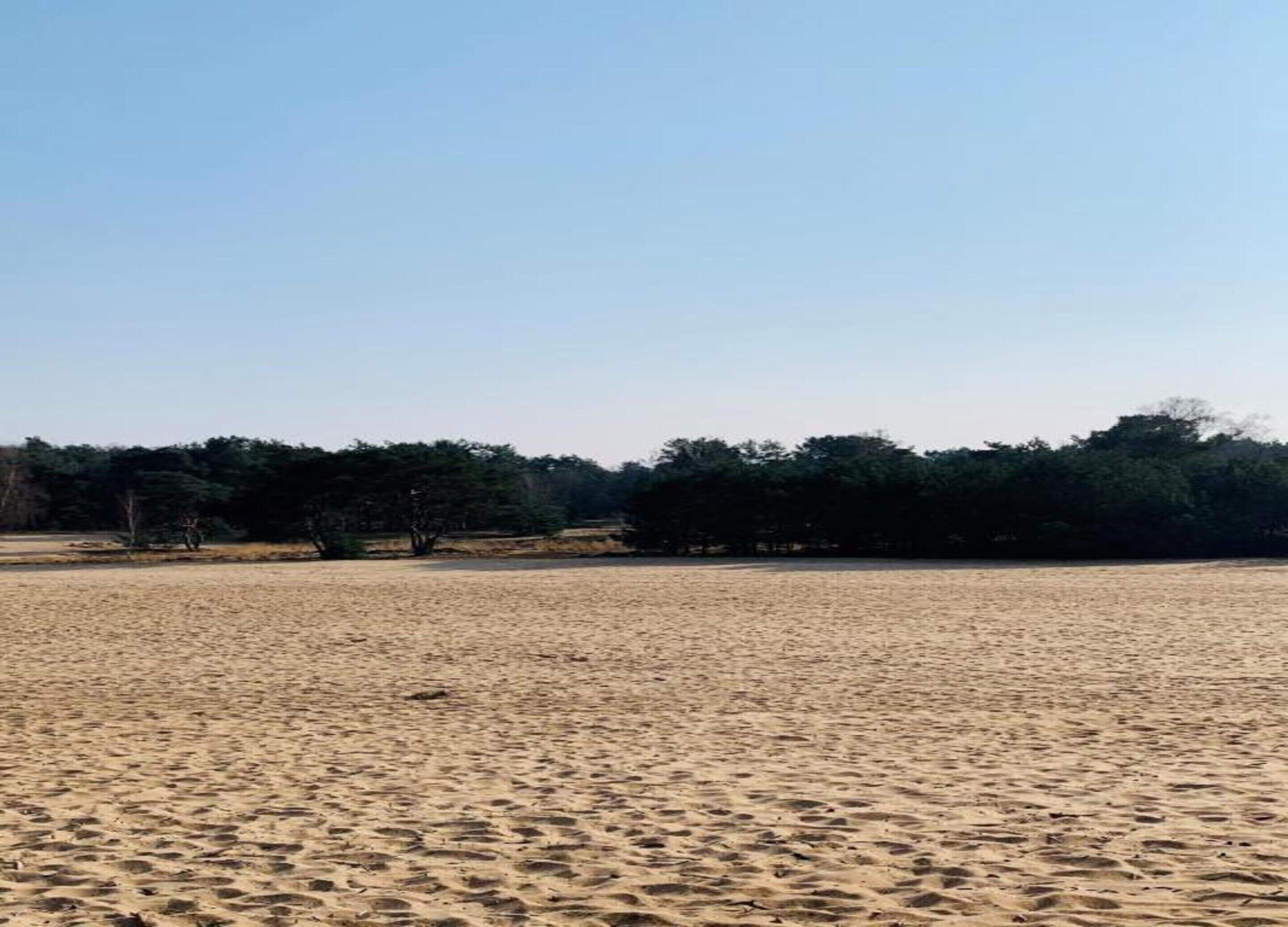 A sandy beach with trees in the background.