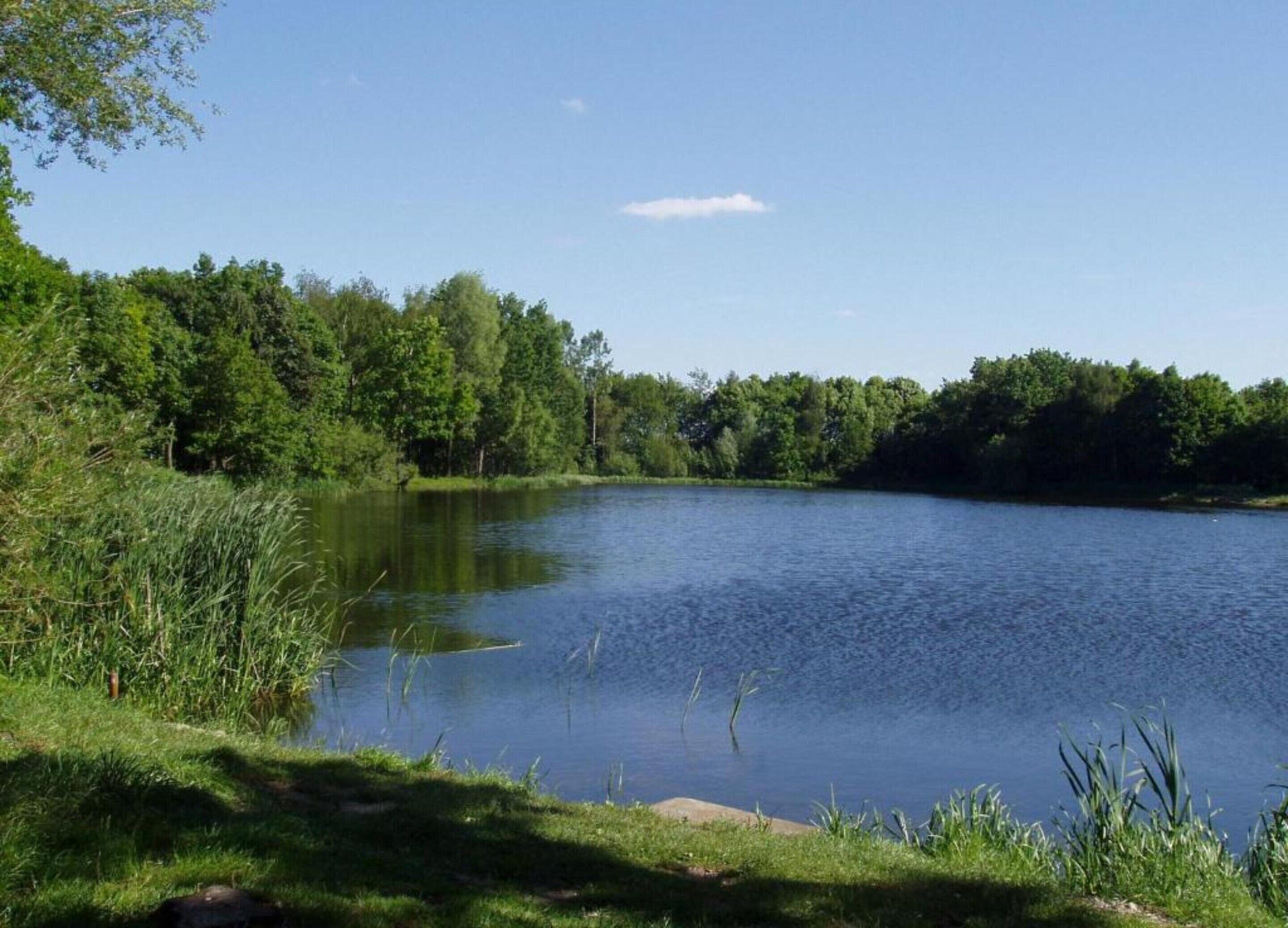 A calm lake surrounded by dense greenery and trees.