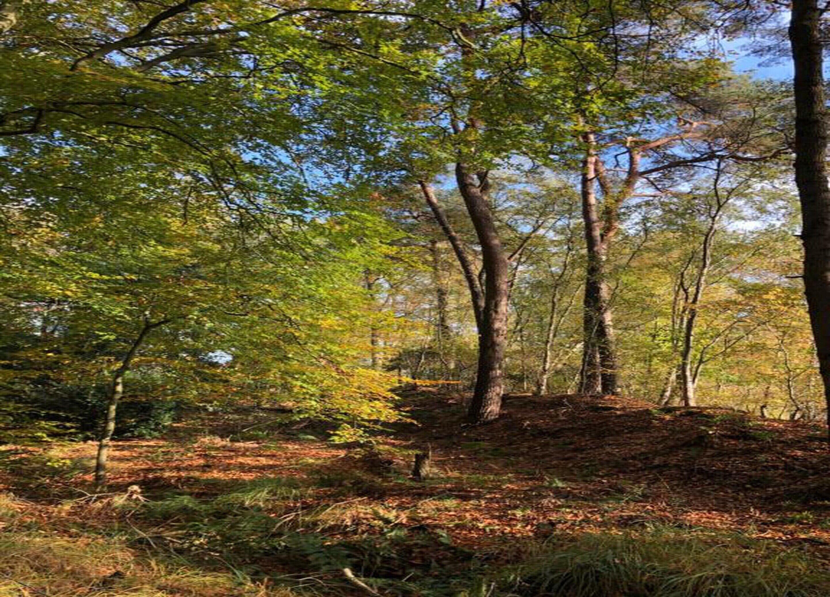 A forest with tall trees and a ground covered in leaves.