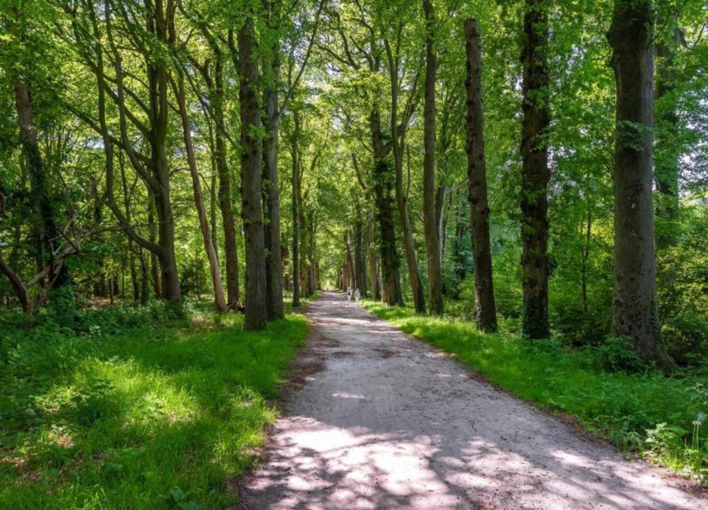 Ein Waldweg, von hohen Bäumen umgeben.