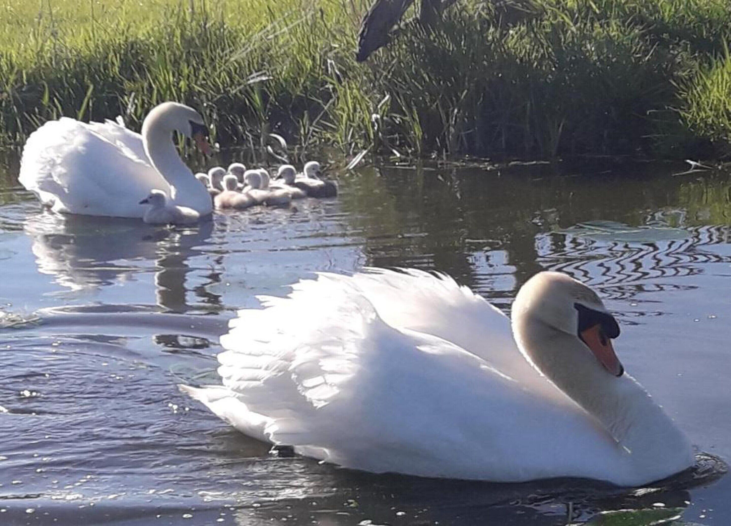 Un cisne nada en un cuerpo de agua con césped al fondo.