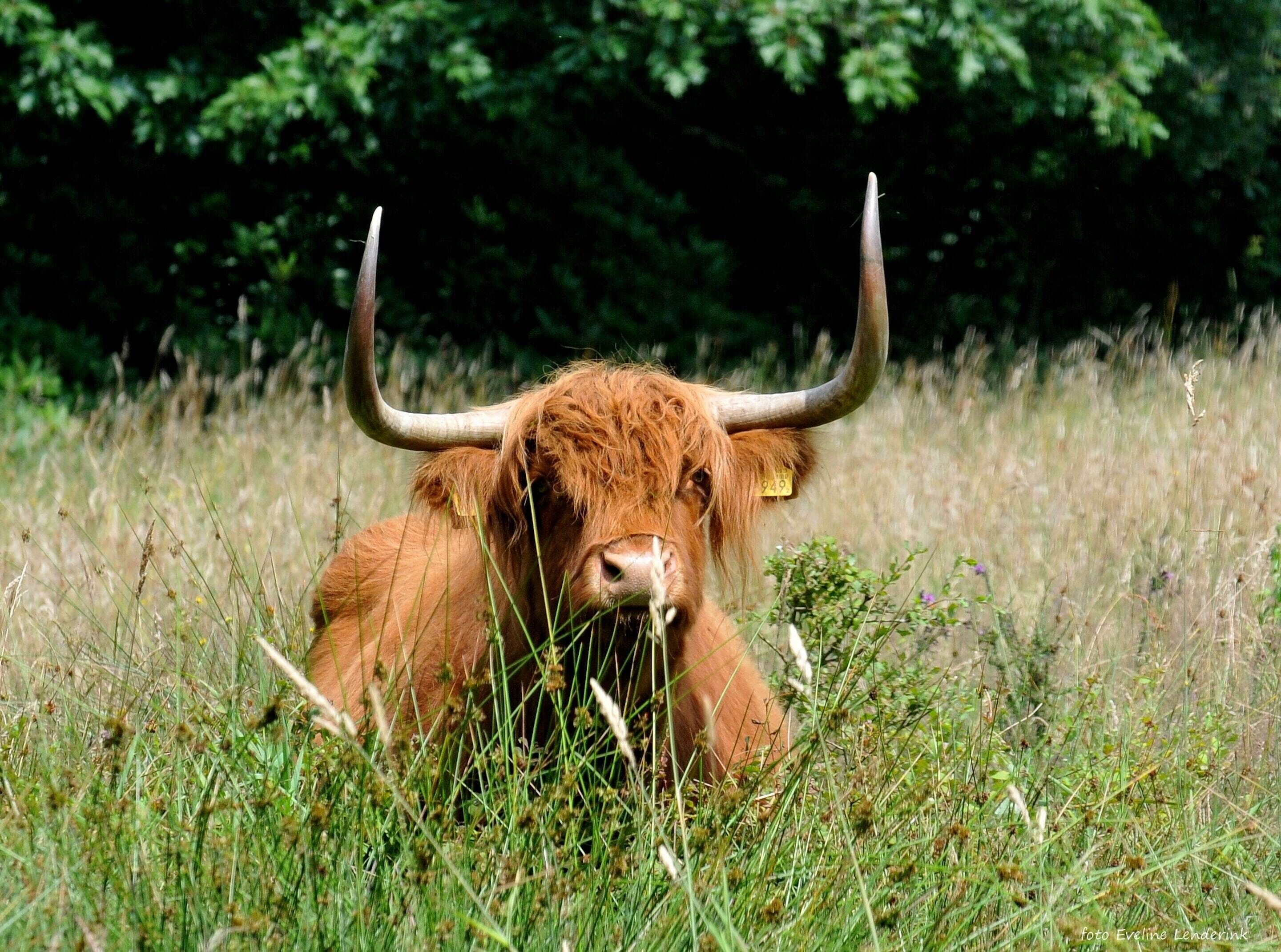 A Highland cow in a grassy field with trees in the background.