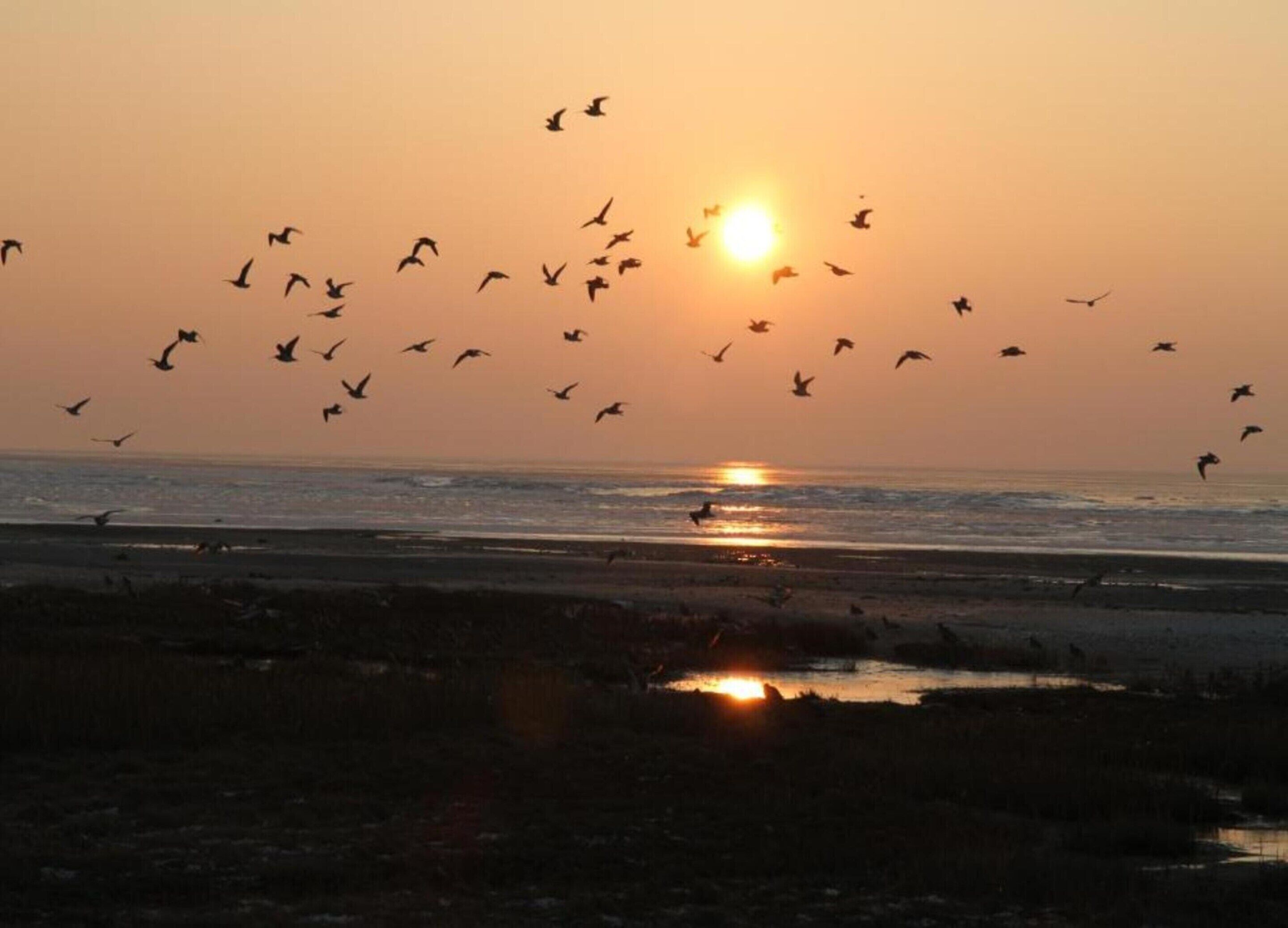 Een zonsondergang boven een strand, vogels vliegen in de lucht.