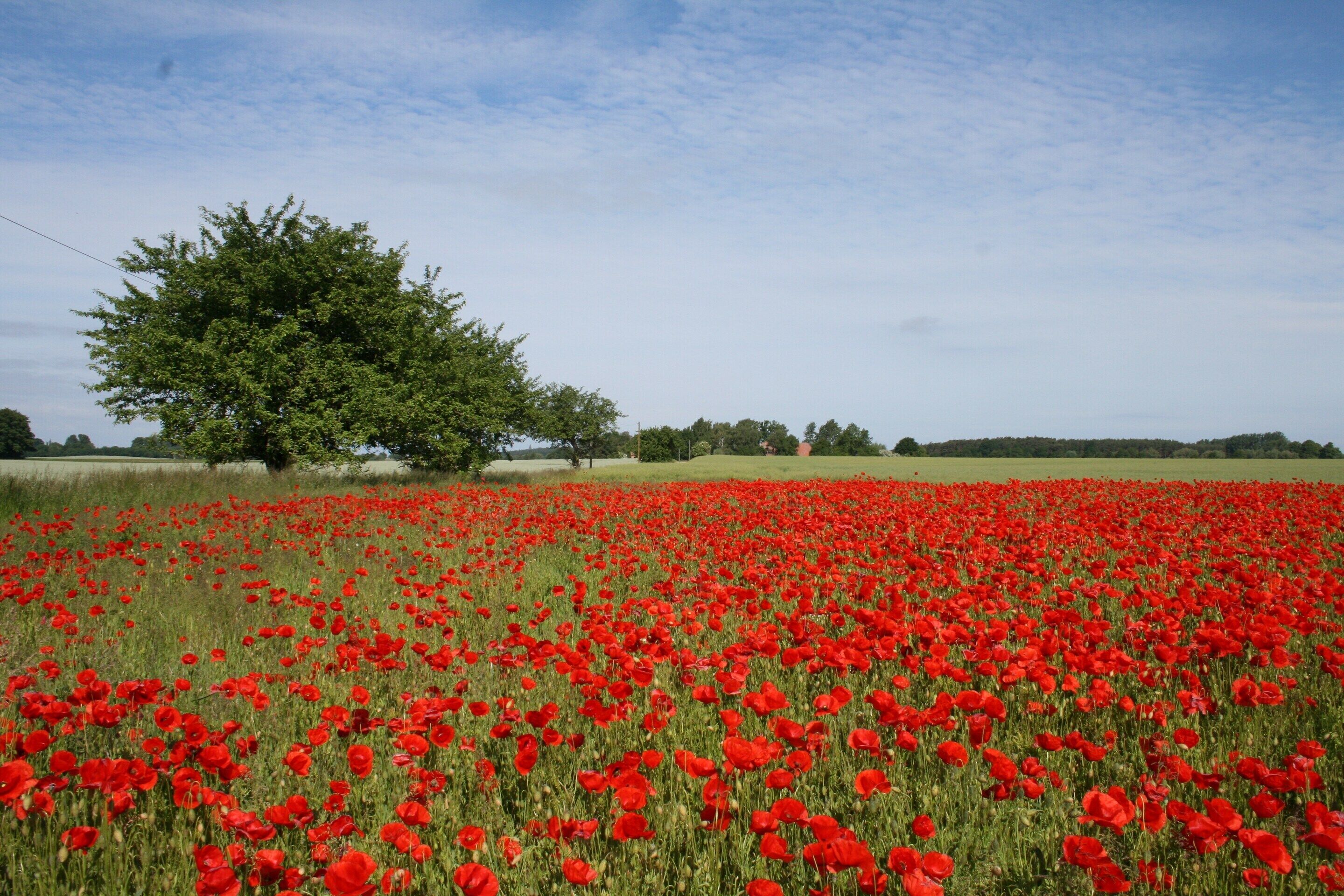Un champ de coquelicots rouges sous un ciel dégagé.