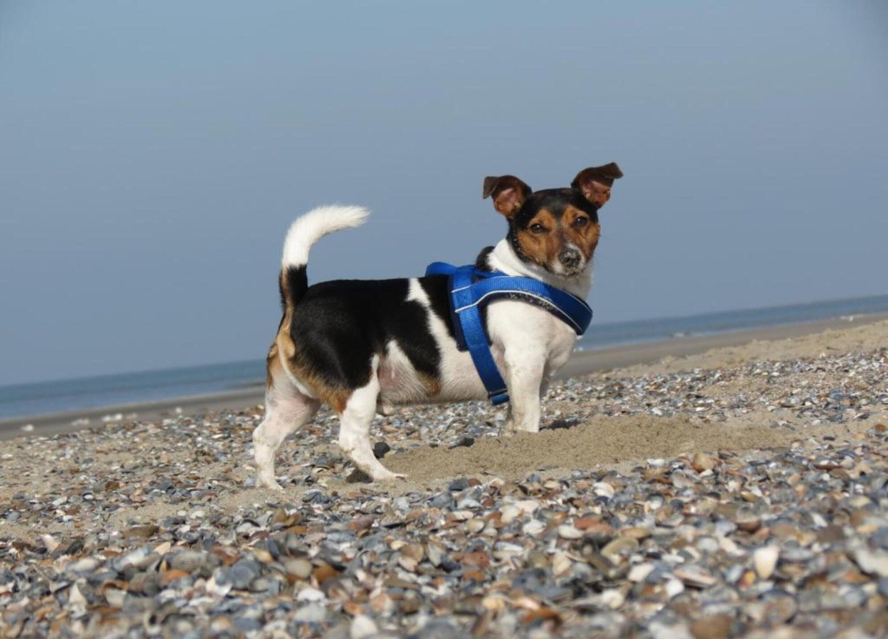 A dog on a pebble beach.
