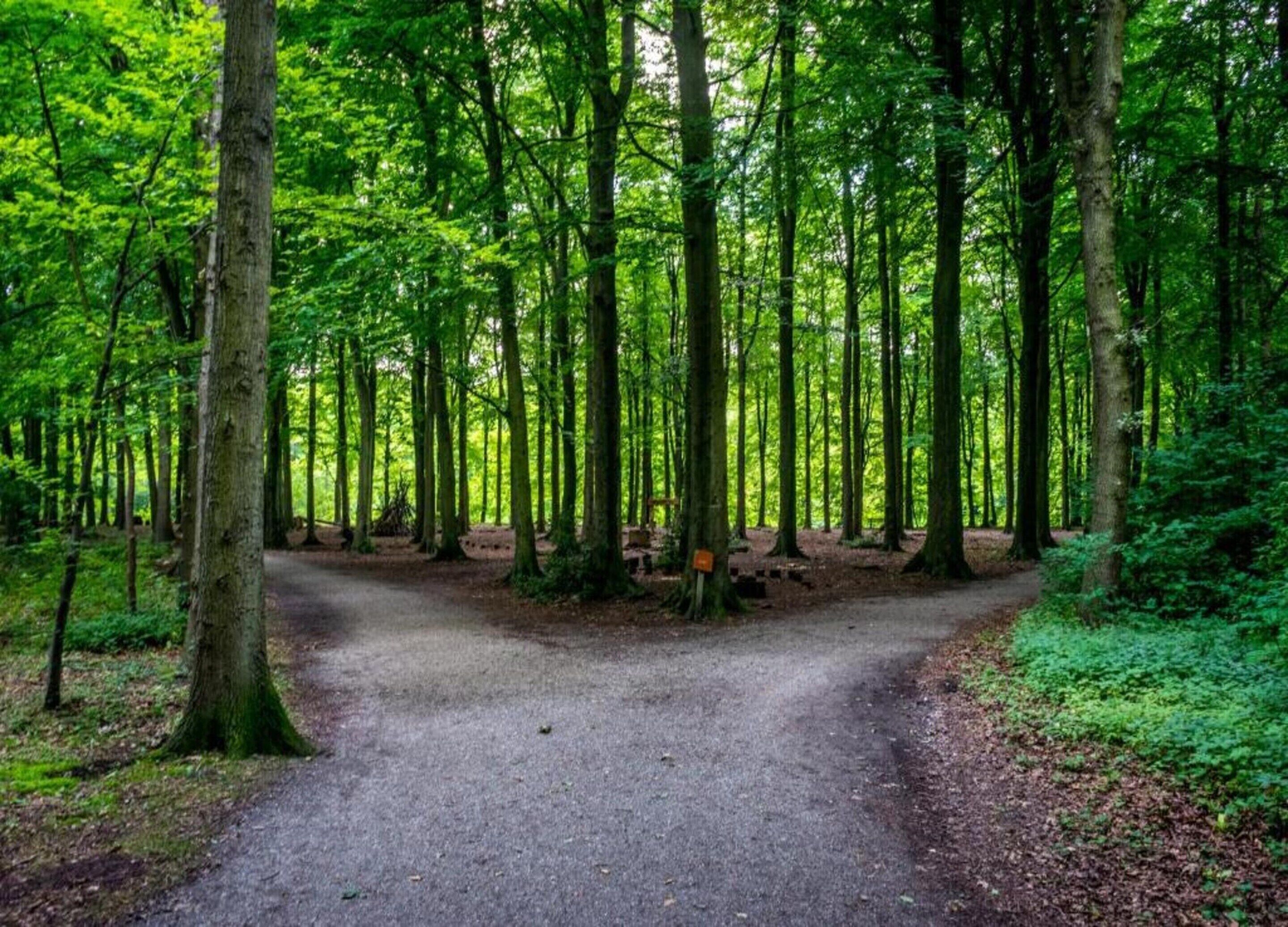 A forested area with a gravel path leading through it.