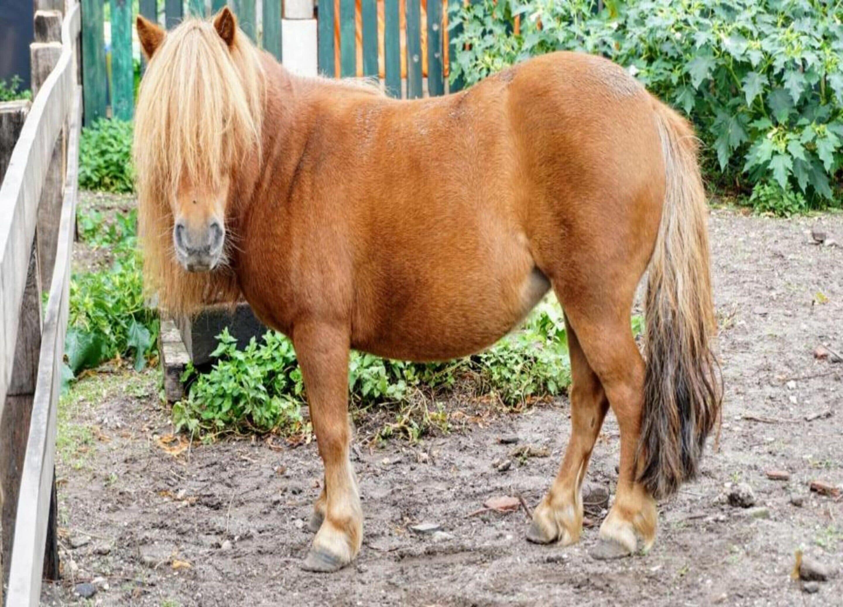 Un pony con una crin y cola largas de pie en un área cercada con follaje al fondo.
