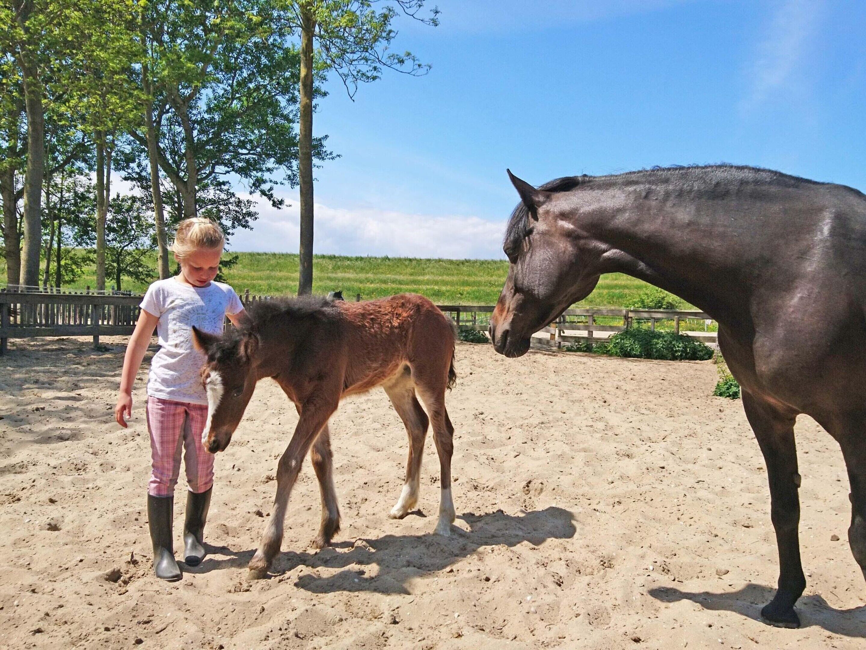 A young girl standing next to a large horse in a fenced outdoor area with trees and a clear sky.