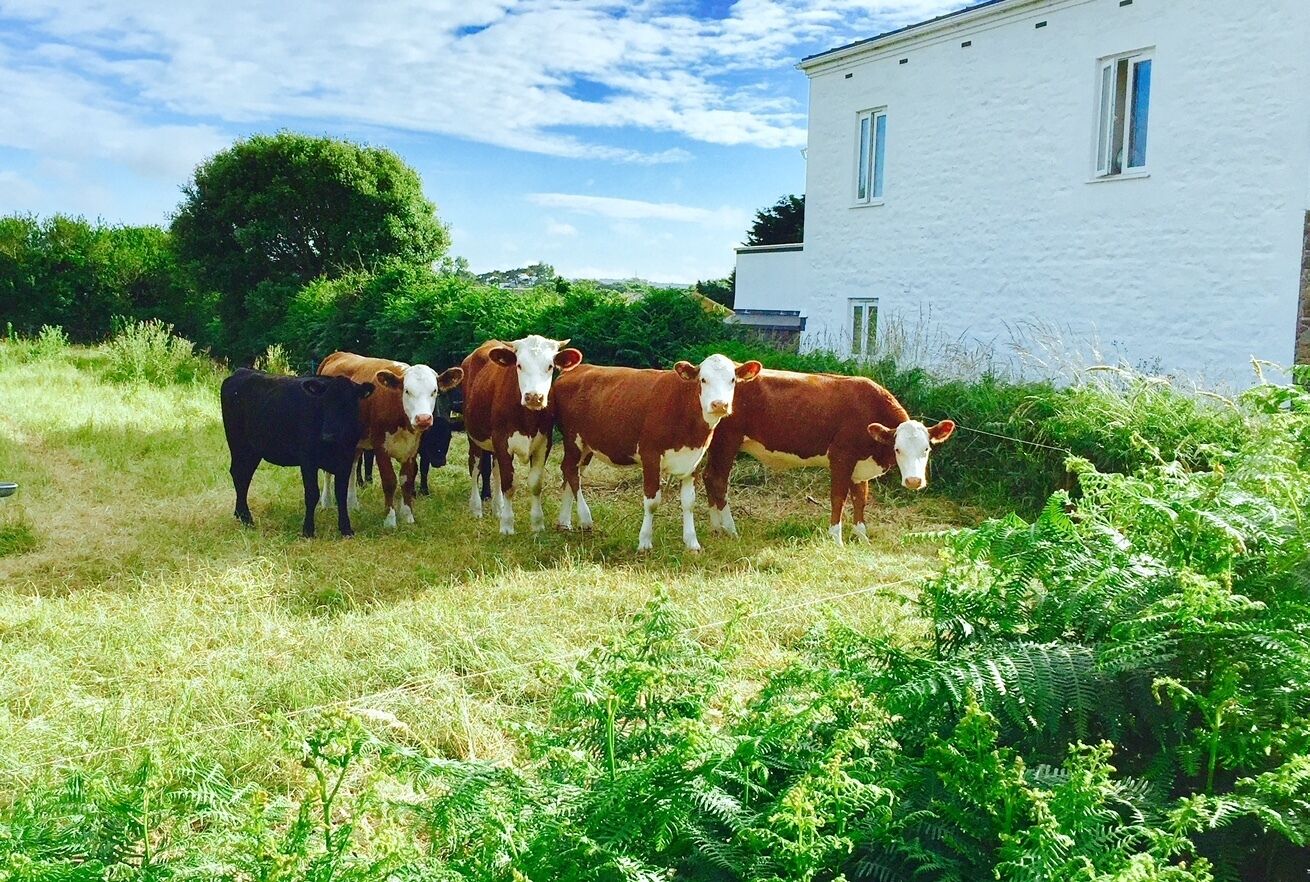 Next door neighbours