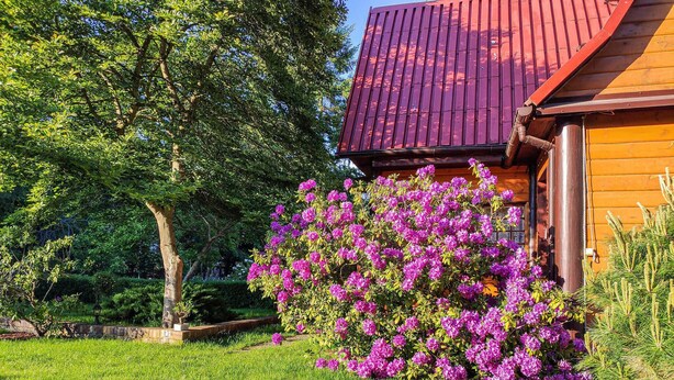 A wooden cabin with a red roof, surrounded by lush green grass and vibrant pink flowers. - 3 bedroom lovely home in Nowe Warpno (Nowe Warpno)