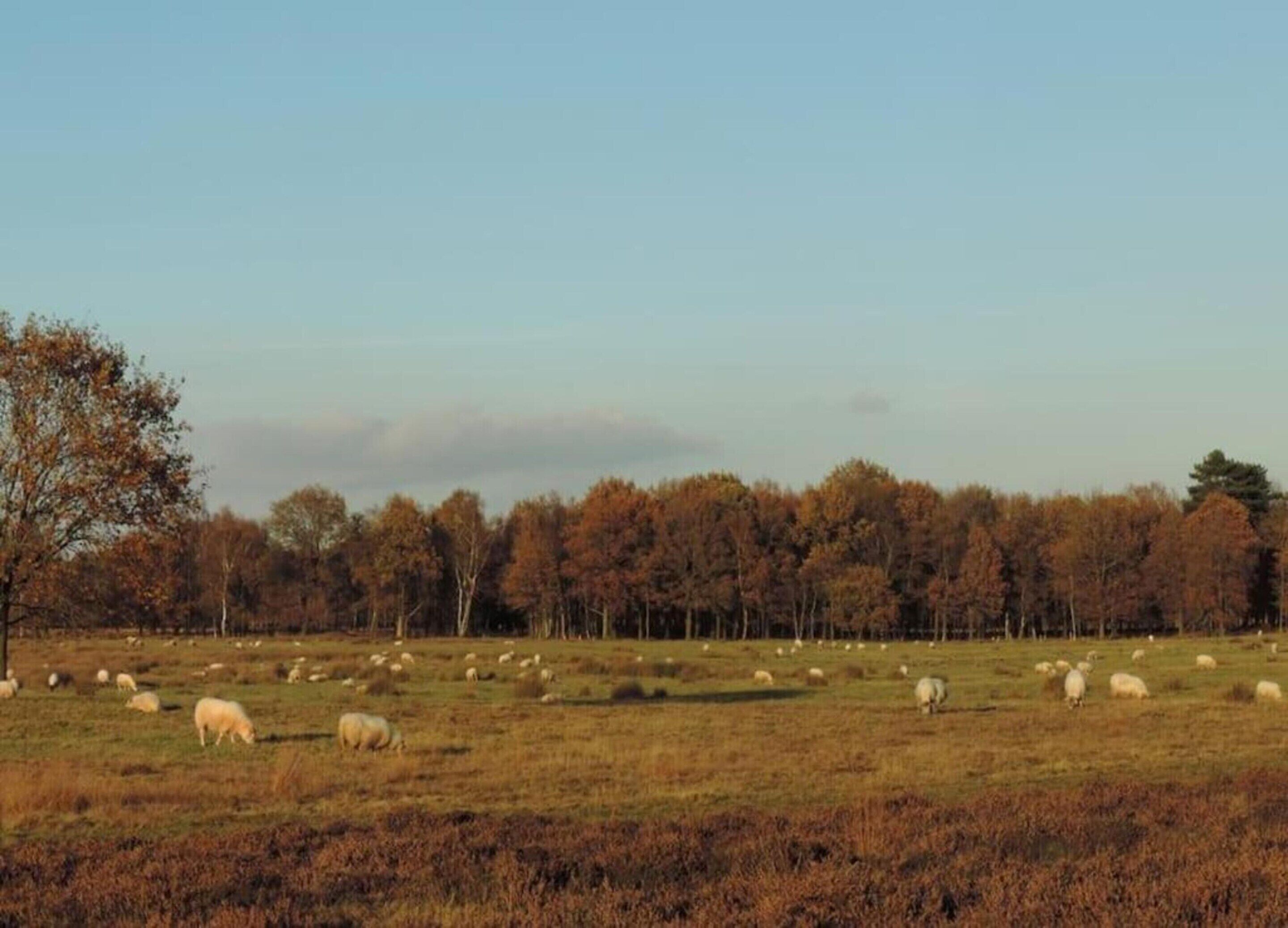 A wide-open field with grazing sheep and a line of trees in the background.
