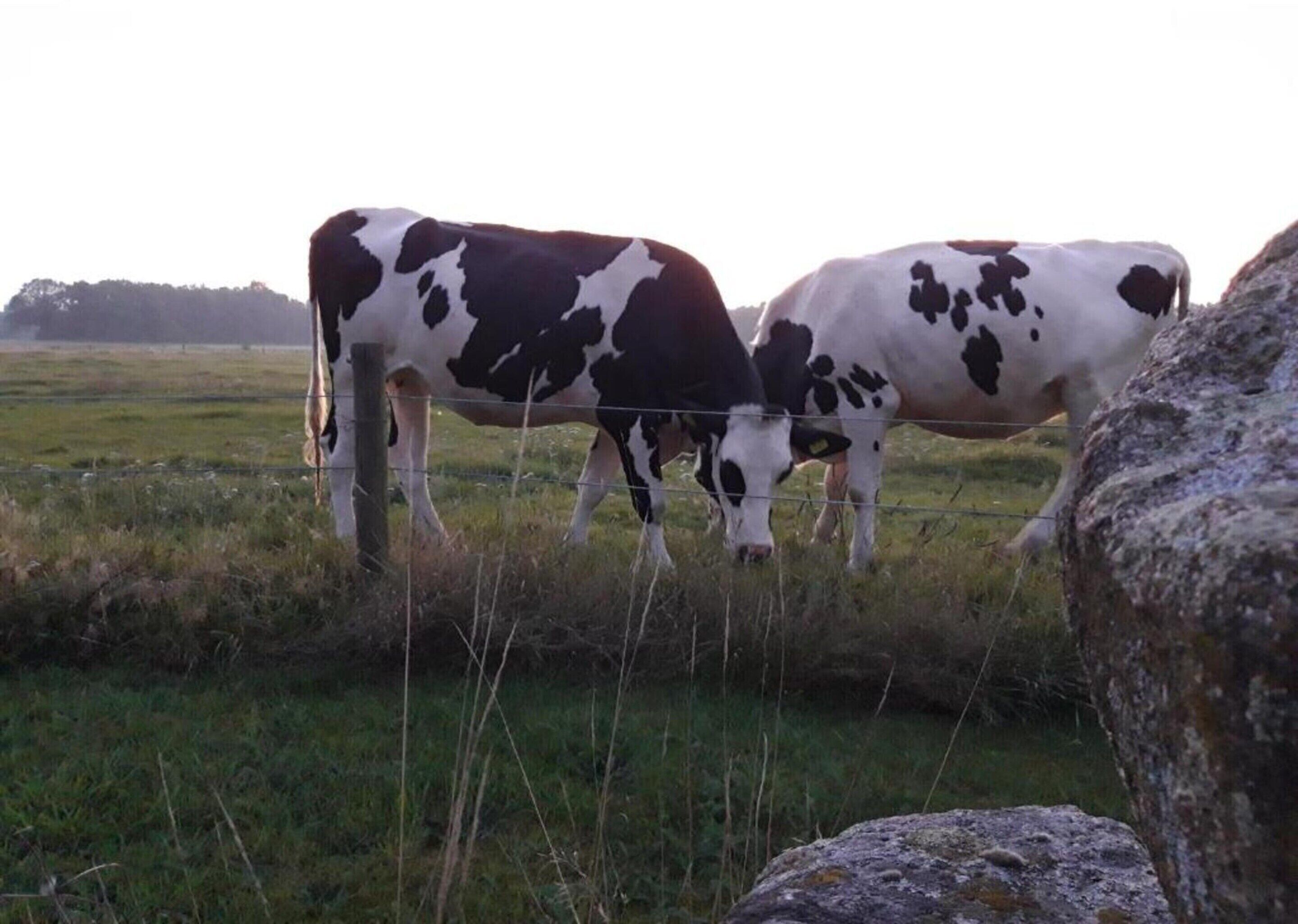 Two cows grazing in a grassy field with a fence and a rock in the foreground.