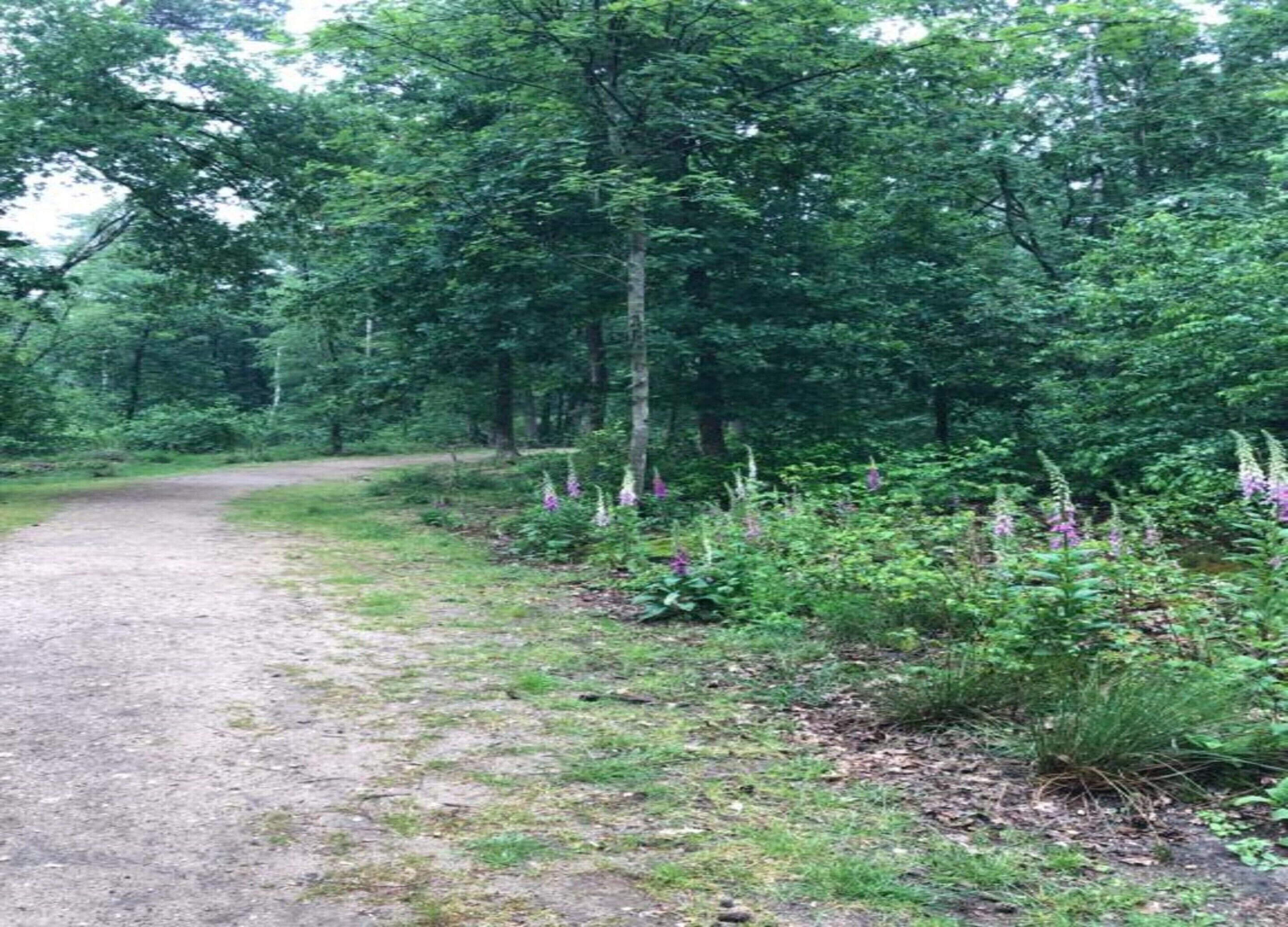 Ein Kiesweg in einem bewaldeten Gebiet mit dichten Bäumen und Wildblumen.