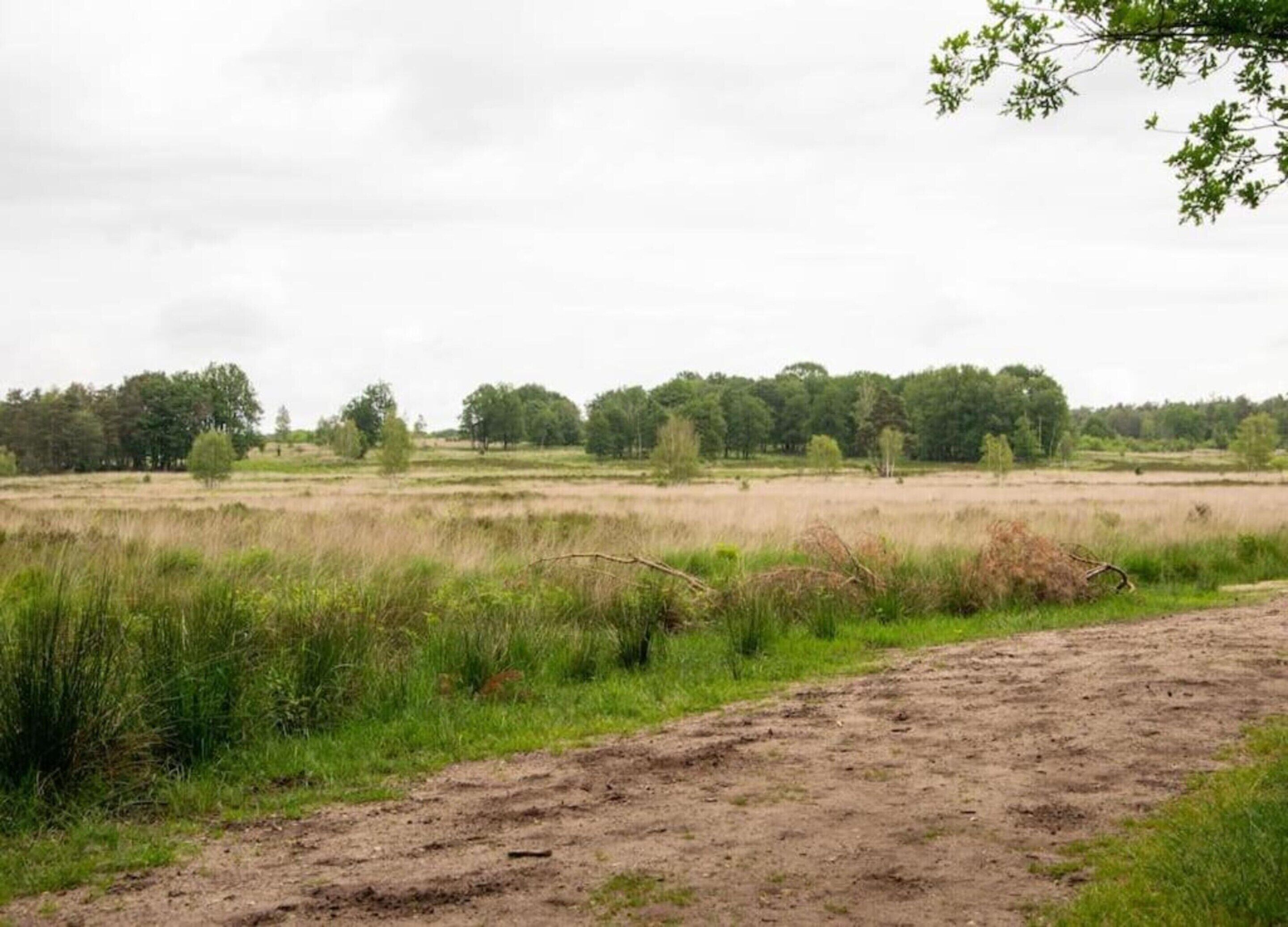 A dirt path leading through a grassy field with trees in the background.