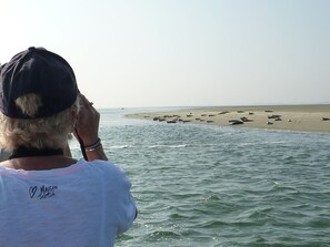 Eksteriør