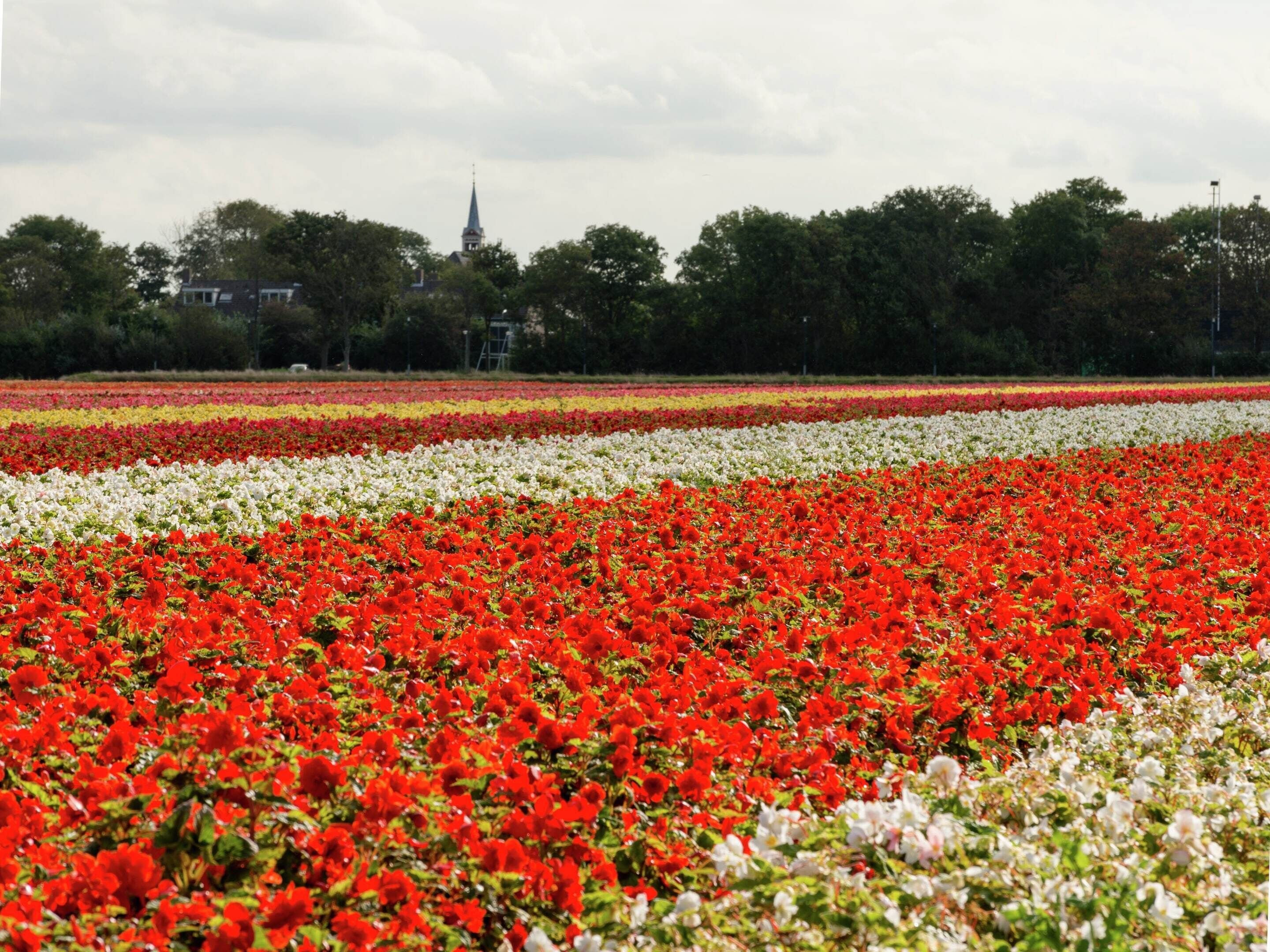 A large field of flowers with distinct rows of red, white, and yellow flowers.